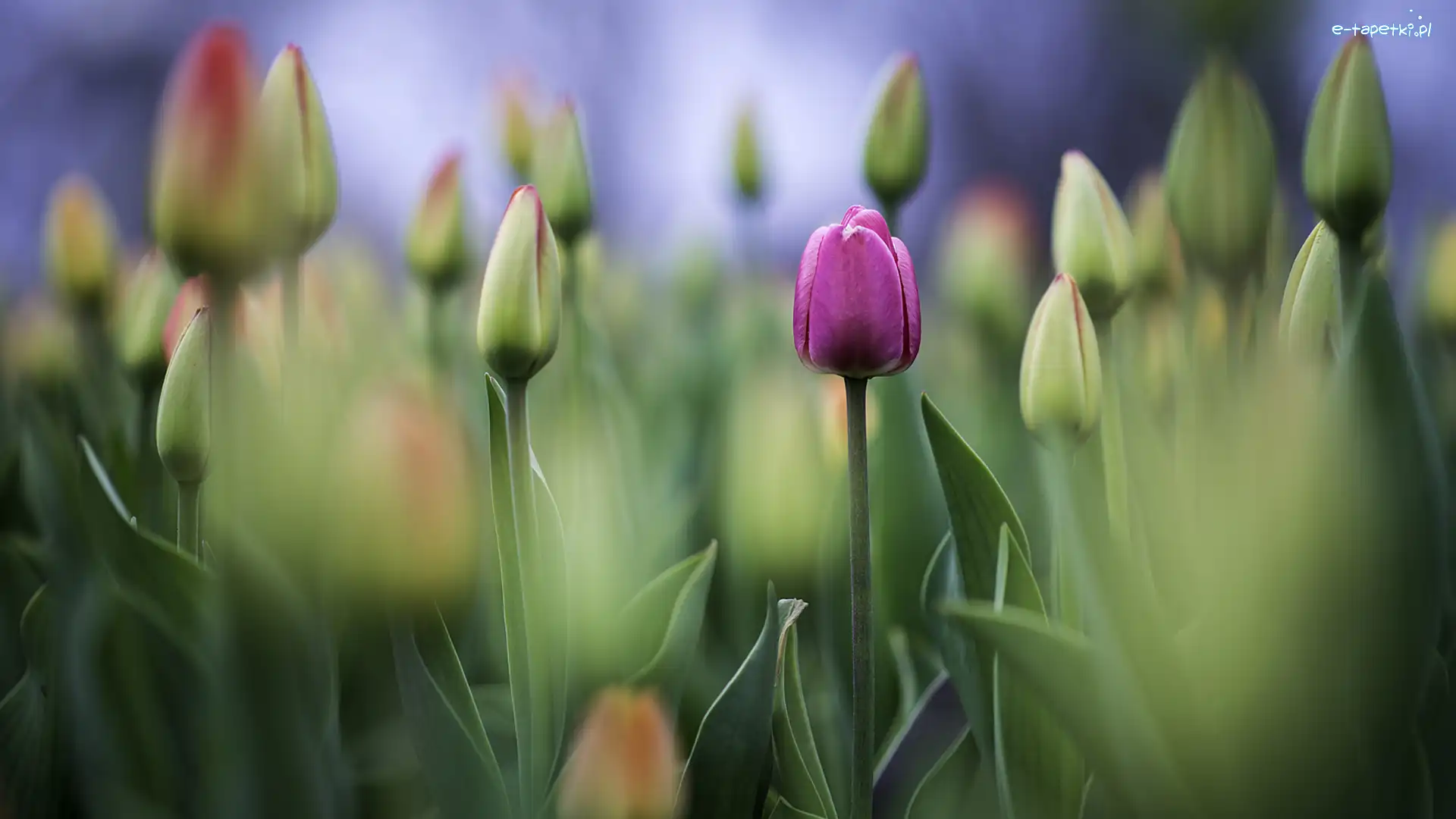 Pączki, Tulipany