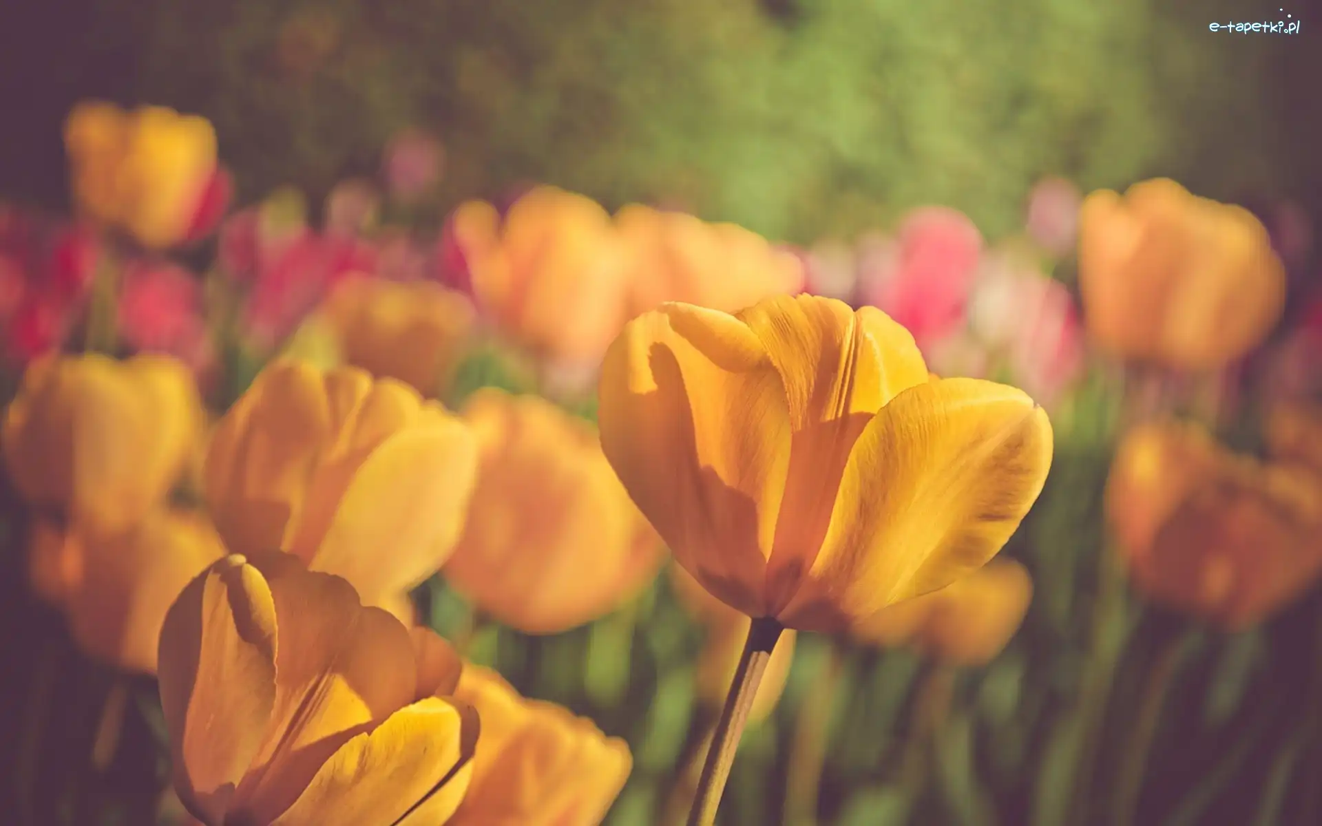 Tulipany, Żółte