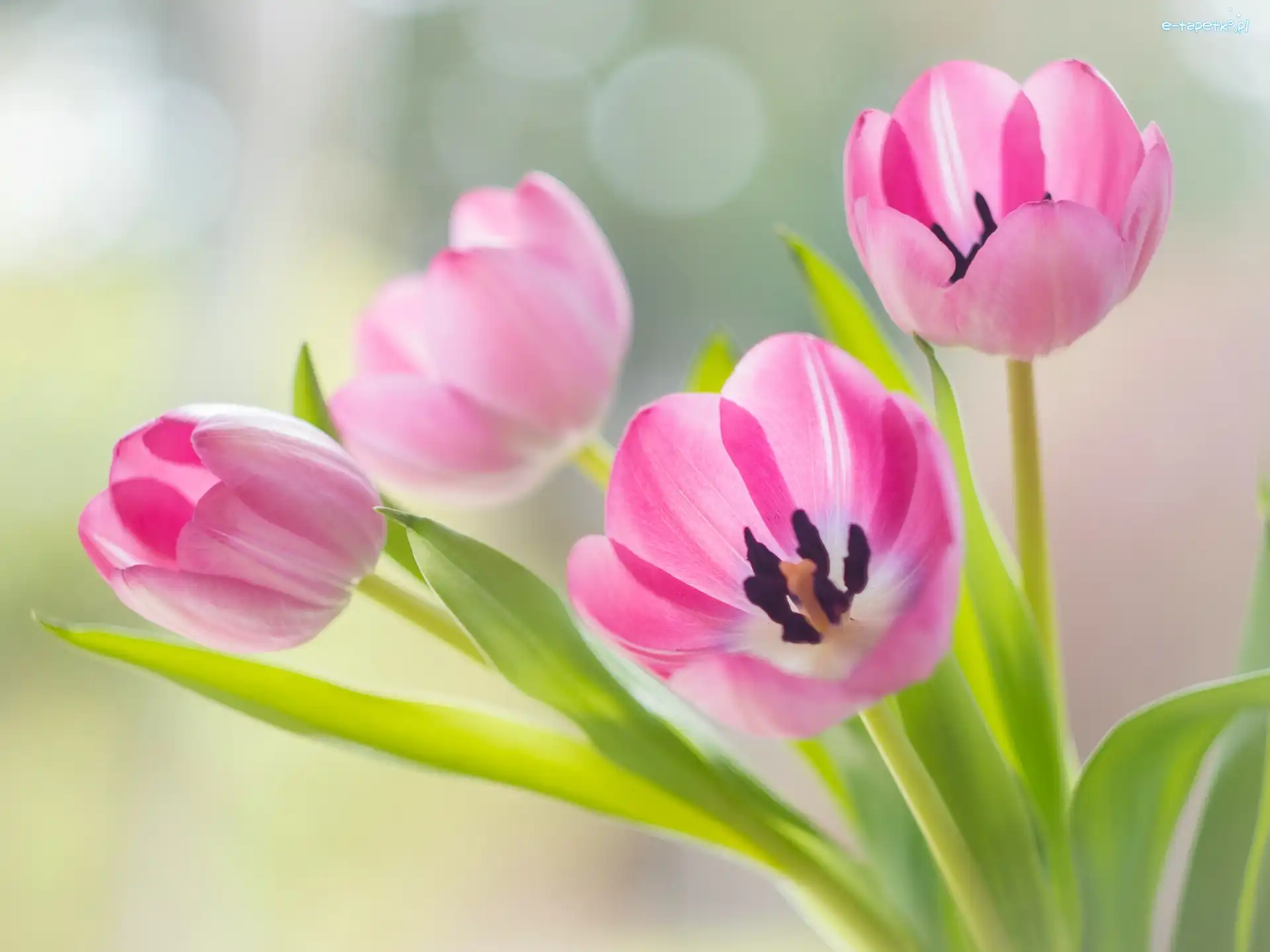 Tulipany, Rozwinięte, Różowe