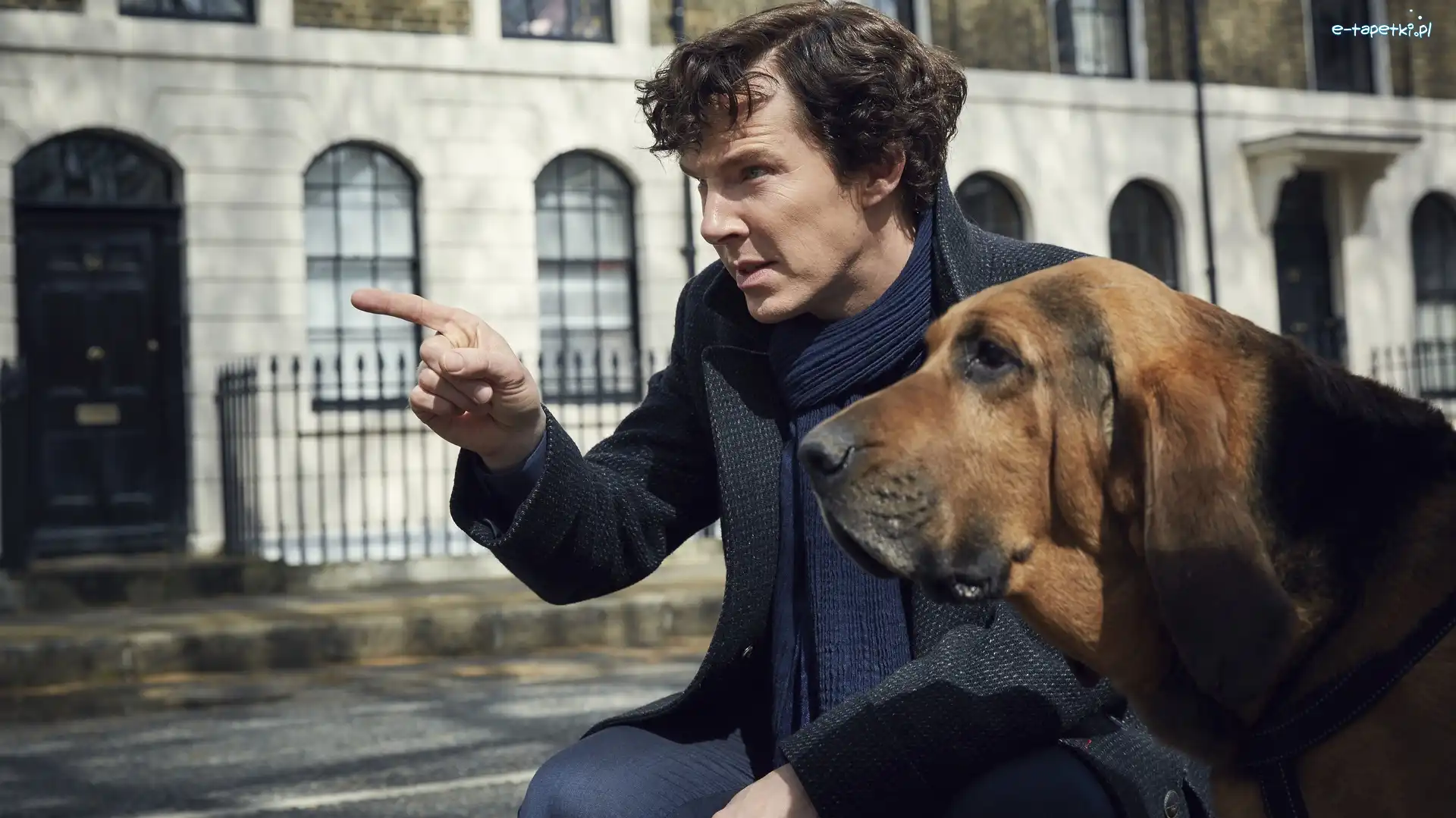 Serial, Benedict Cumberbatch, Sherlock, Bloodhound, Pies