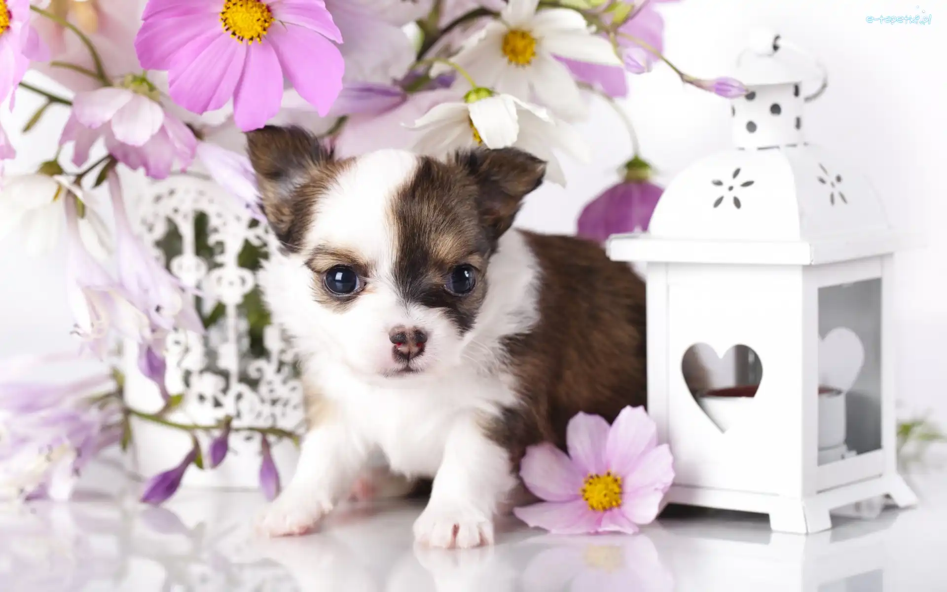 Pies, Chihuahua, Szczeniak, Kosmea, Kwiaty