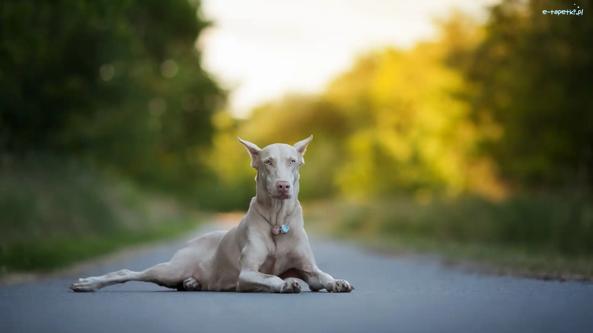 Doberman, Droga, Albinos, Pies