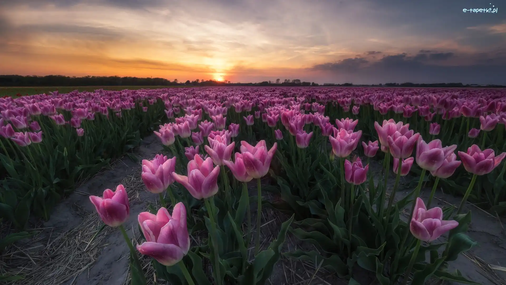 Zachód słońca, Tulipany, Plantacja, Wiosna