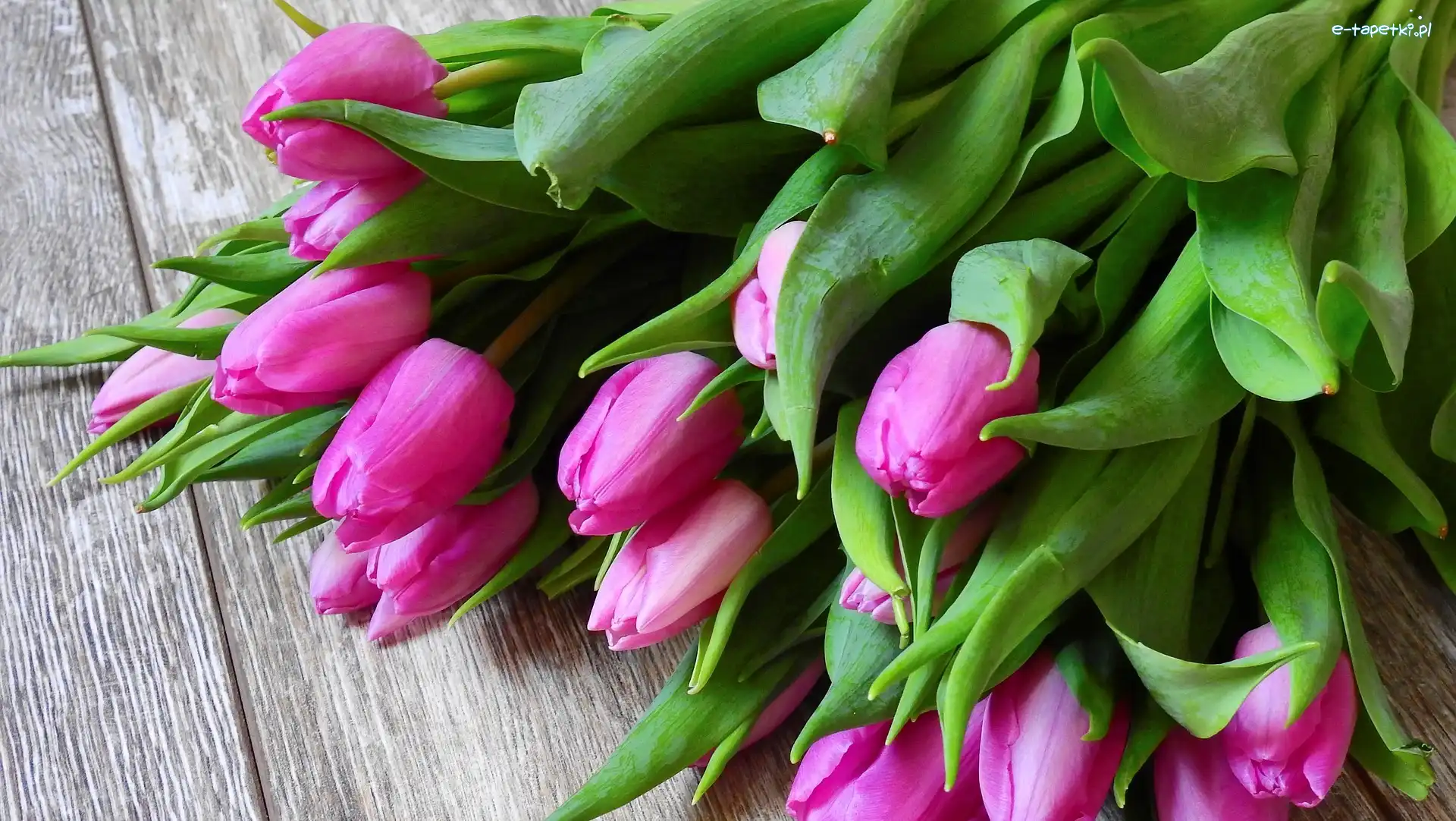 Różowe, Tulipany