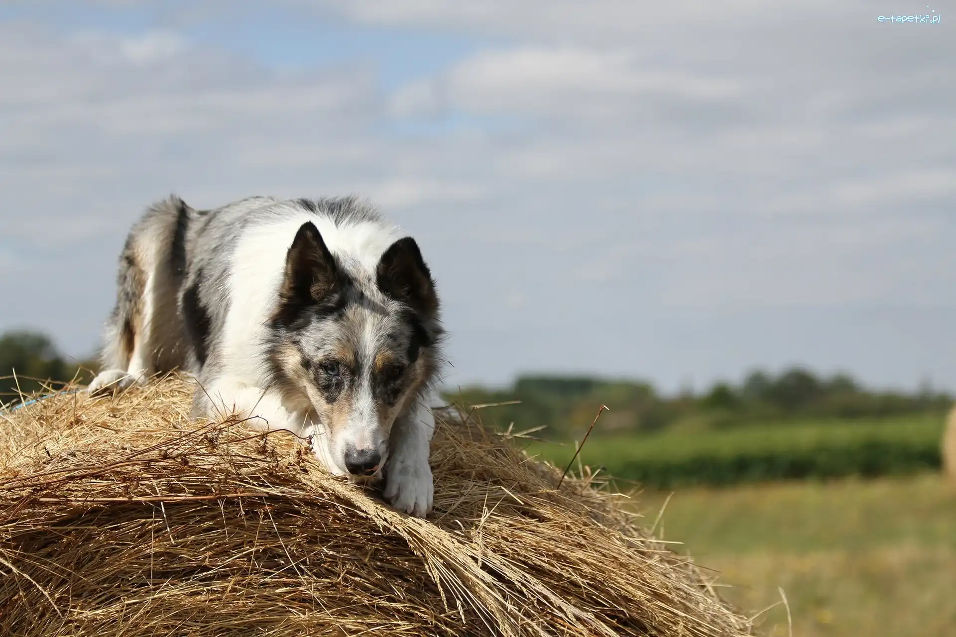 Siano, Border collie