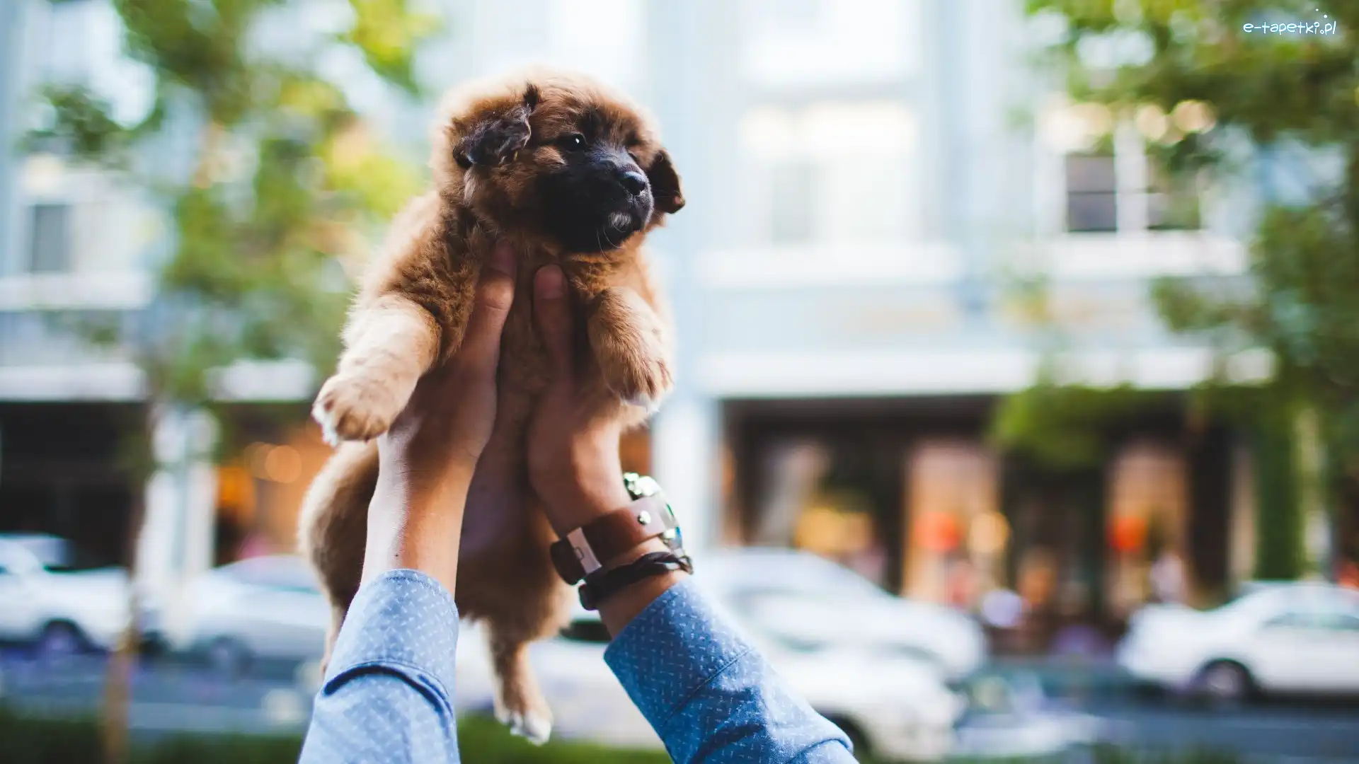 Ręce, Leonberger, Szczeniak