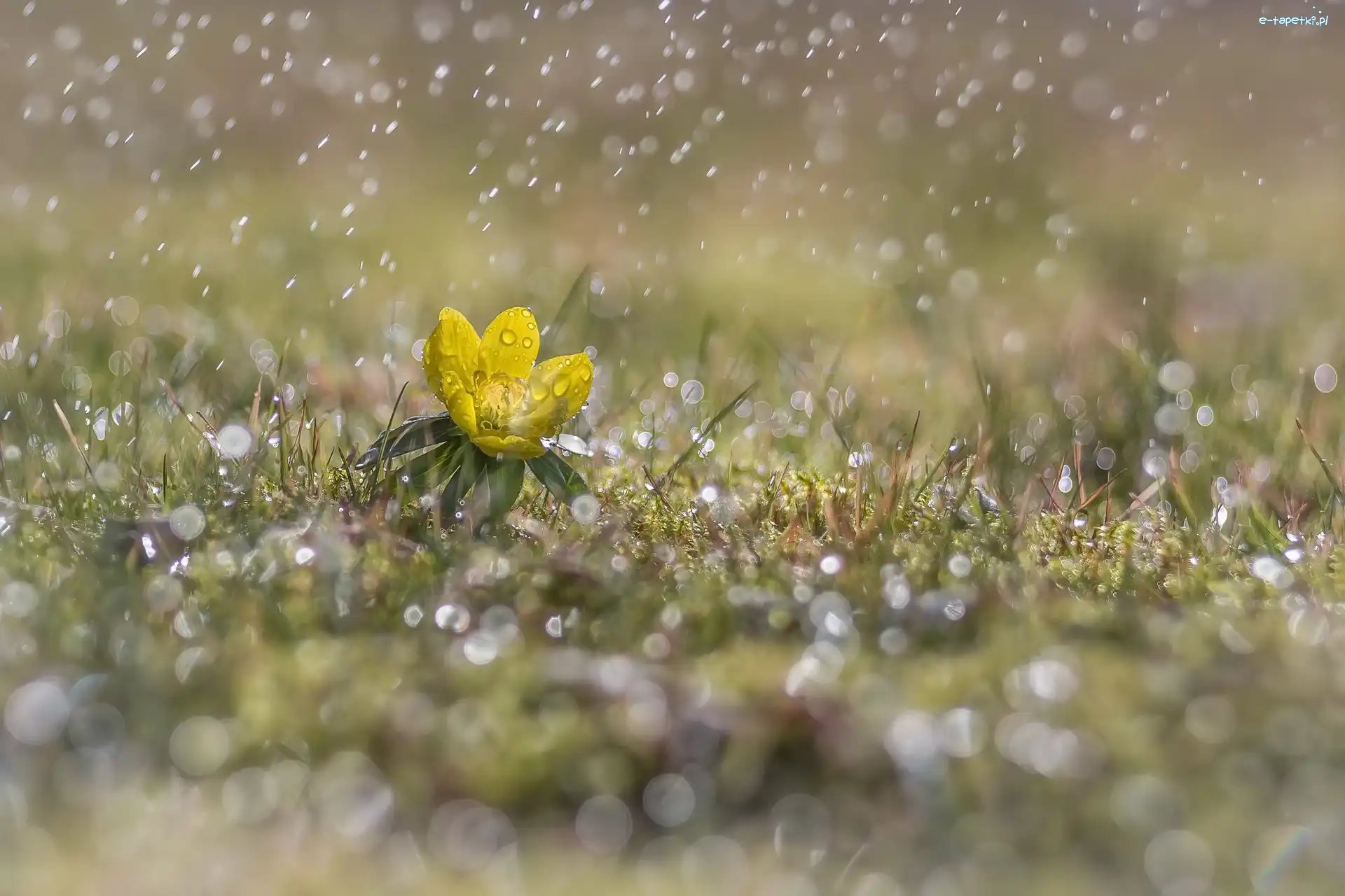 Światło, Rannik, Deszcz, Bokeh, Kwiatek, Żółty