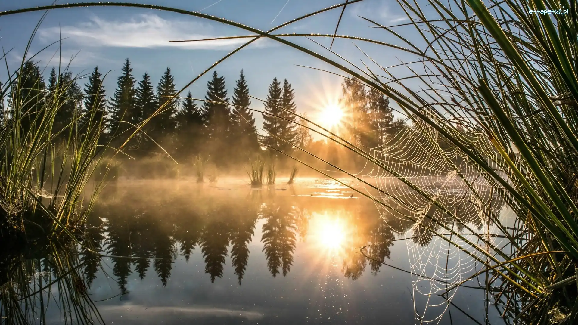 Pajęczyna, Promienie słońca, Trawy, Drzewa, Mgła, Rzeka