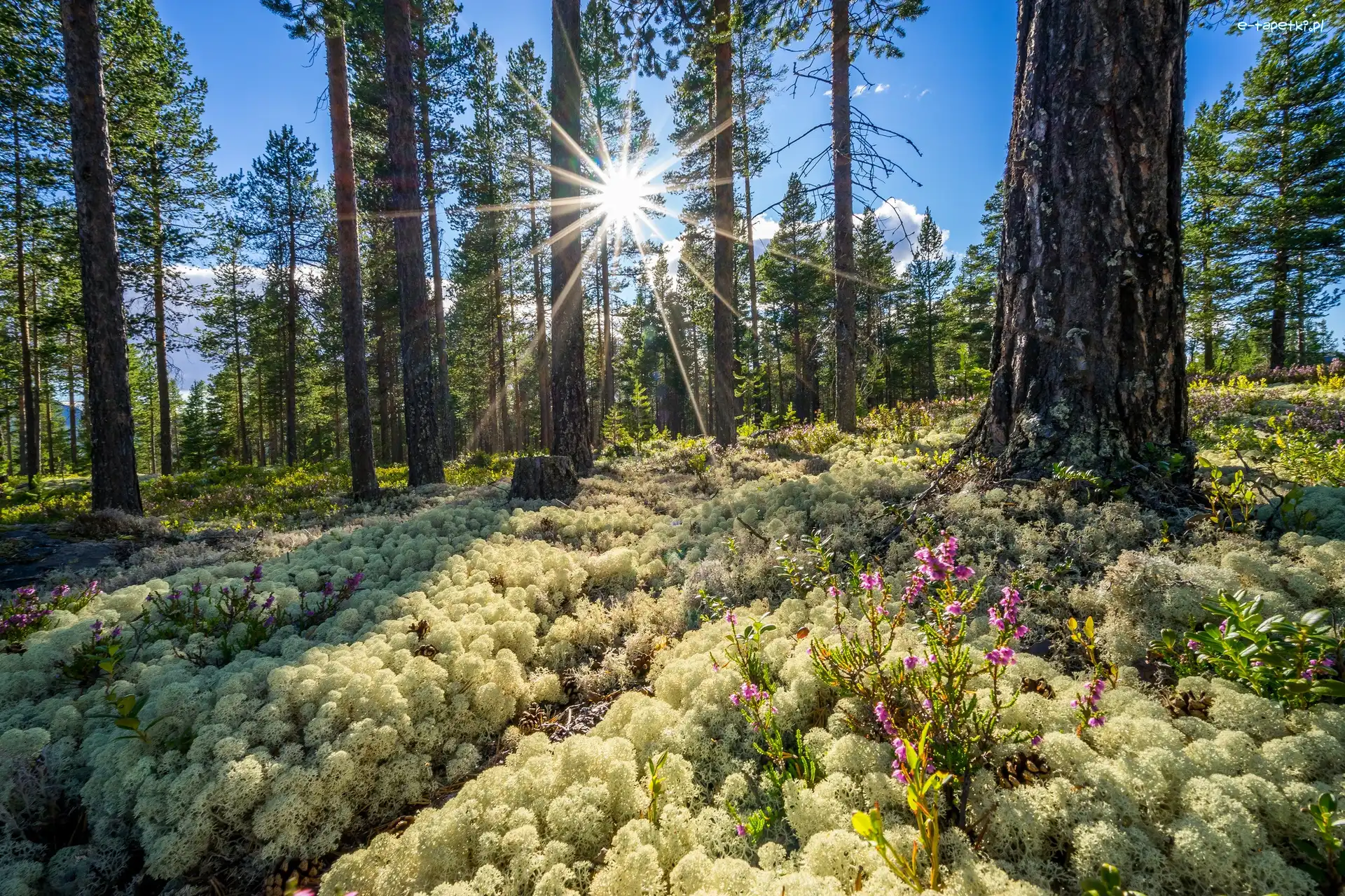 Norwegia, Las, Okręg Buskerud, Wschód słońca, Wiosna