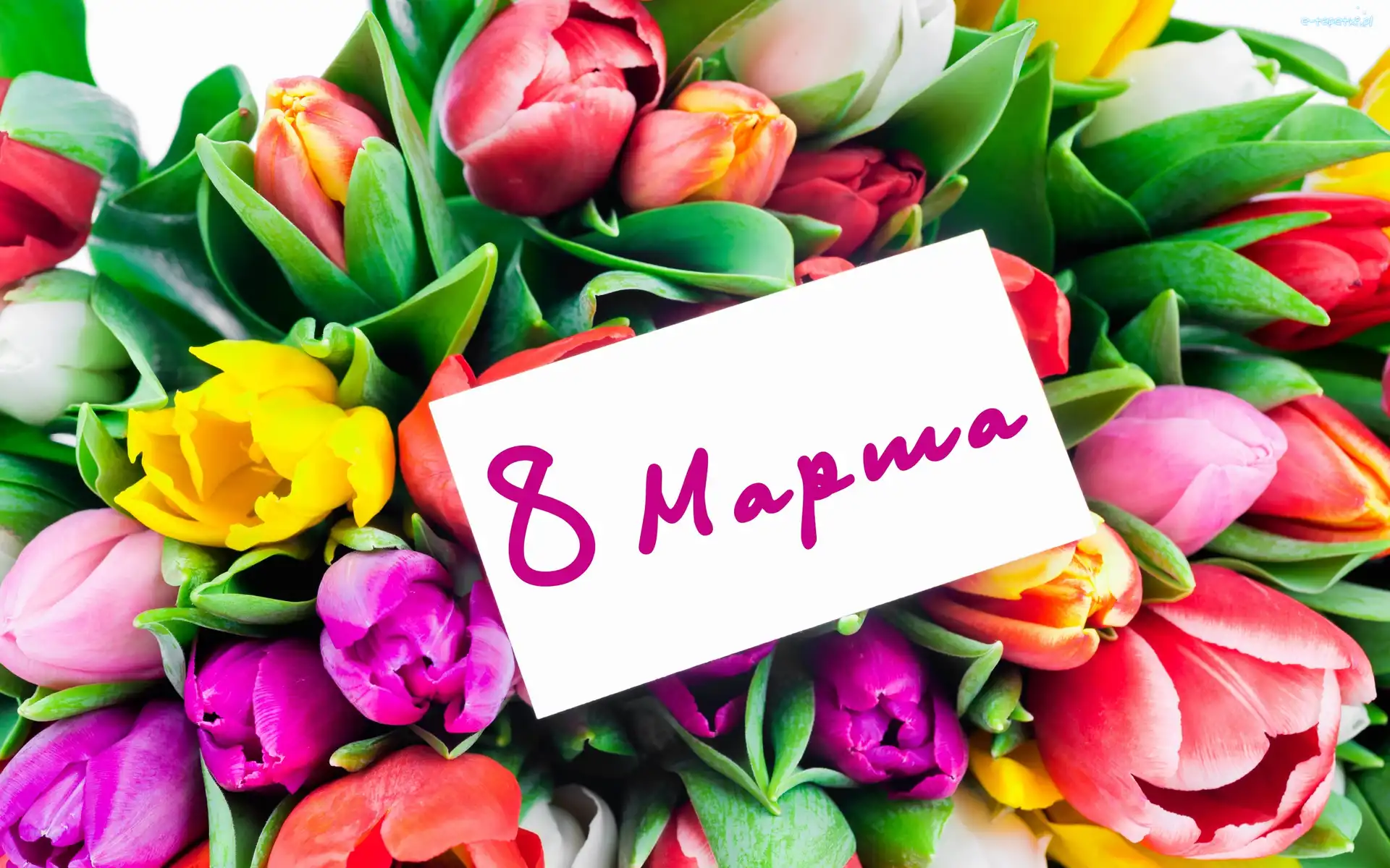 Kartka, Tulipany, Różnokolorowe, Dzień Kobiet