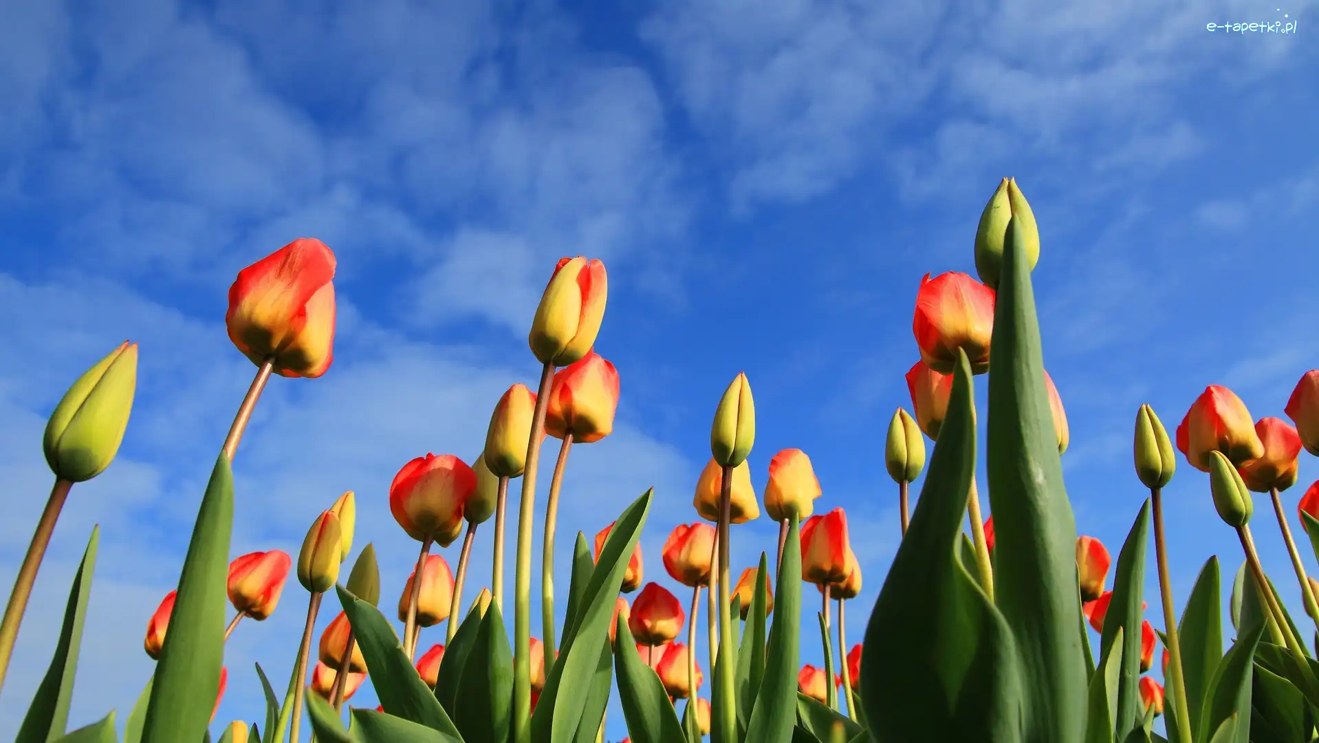 Niebo, Tulipany