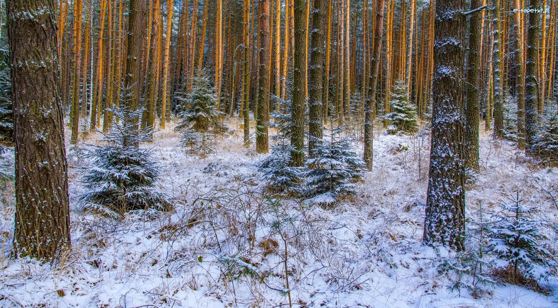 Zima, Las, Sosnowy, Świerki, Młode