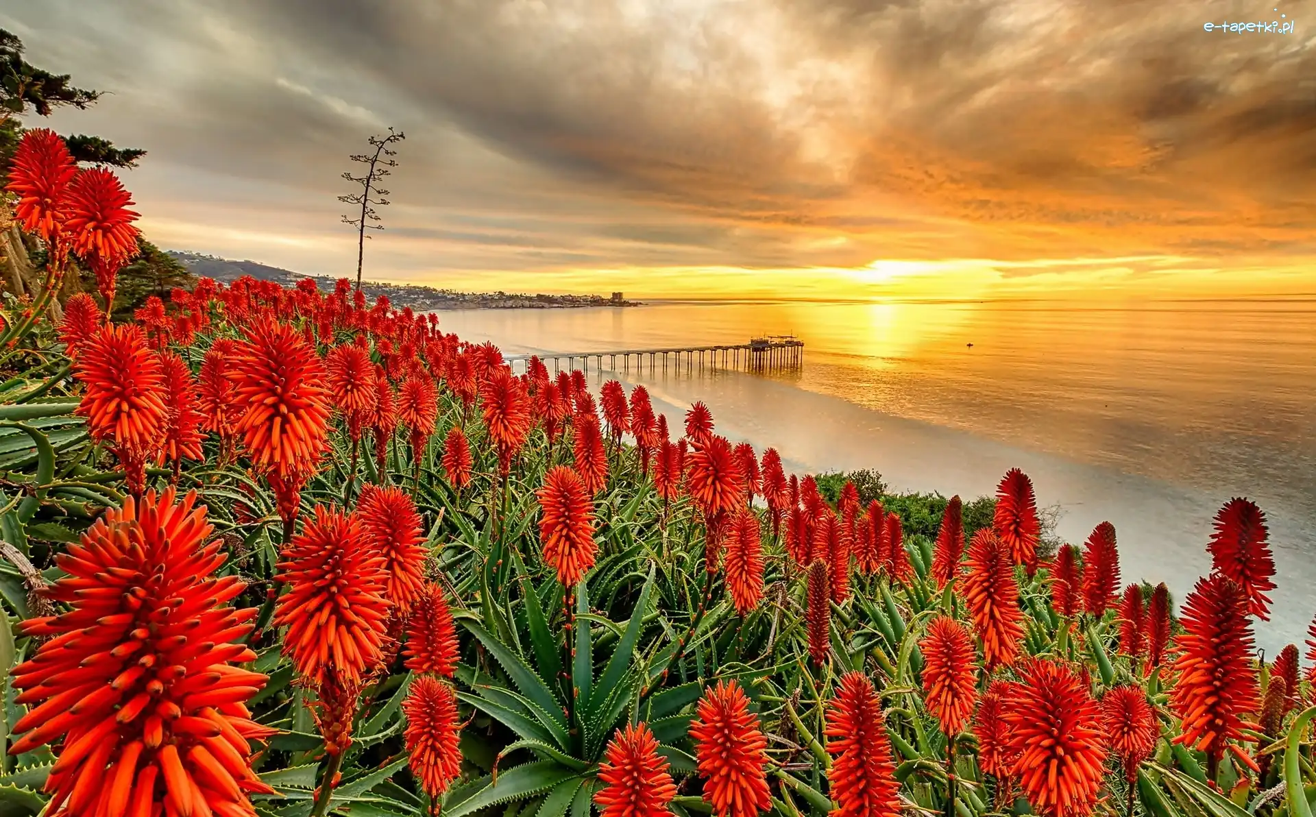 Molo, Aloes, Morze, Zachód słońca, San Diego, Stany Zjednoczone