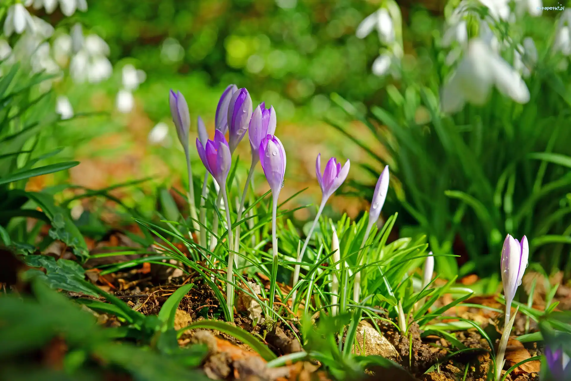 Krople, Wiosna, Przebiśniegi, Krokusy