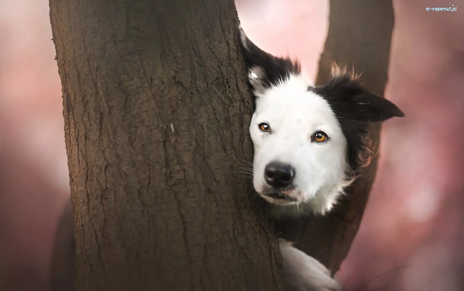 Drzewo, Mordka, Border collie