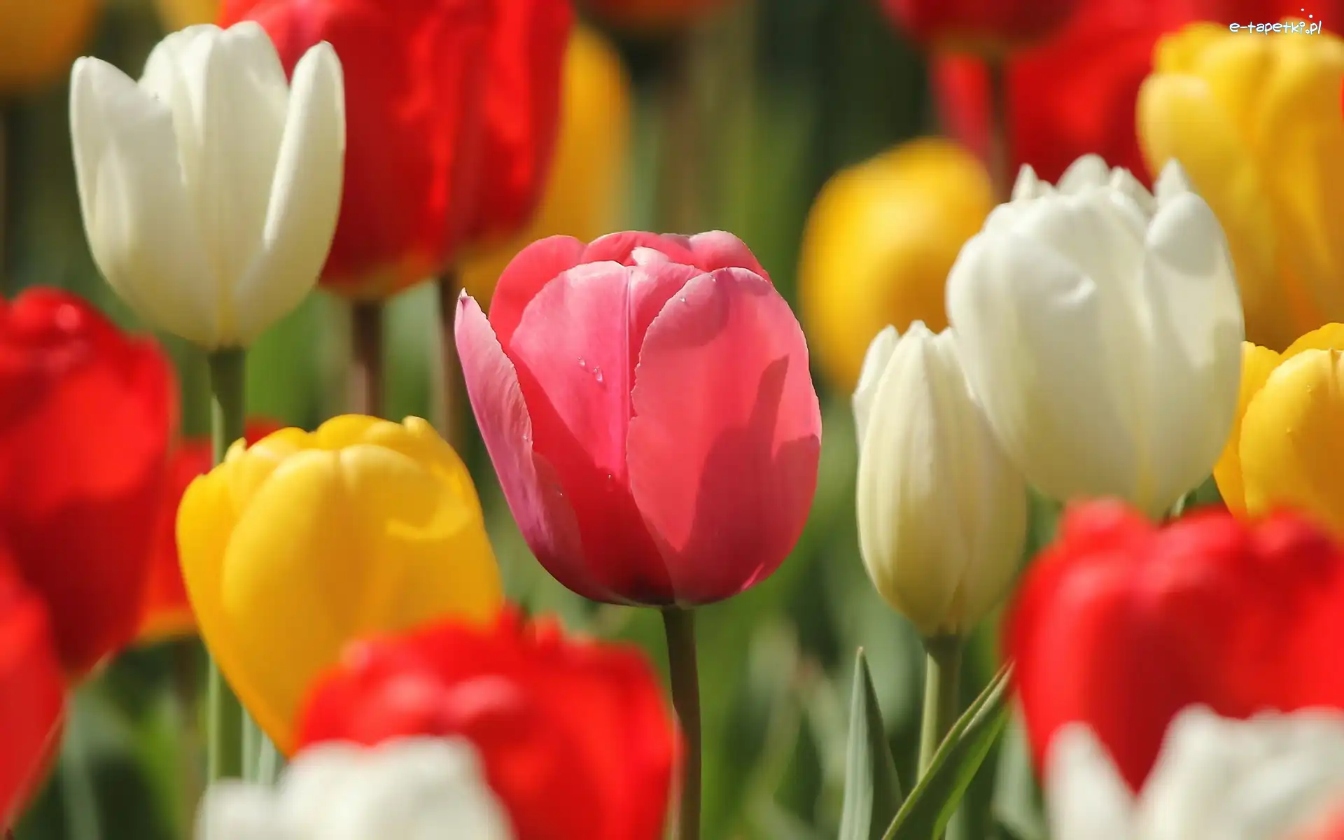 Tulipany, Kwiaty, Kolorowe