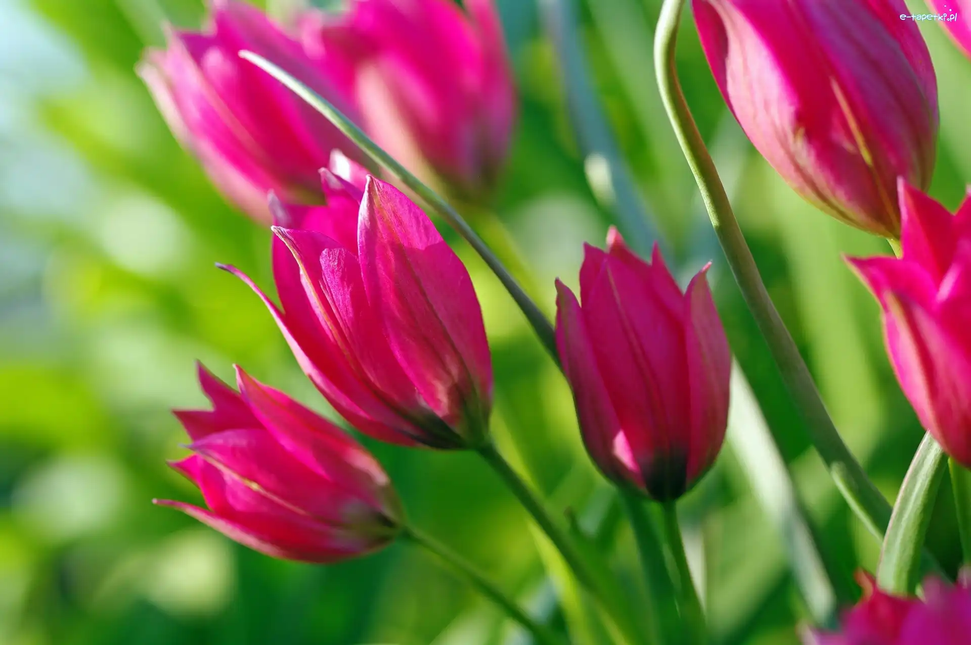 Różowe, Tulipany