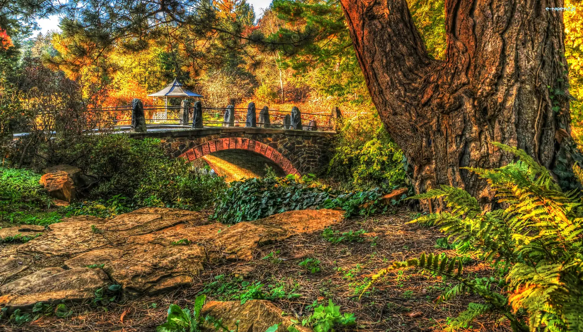 HDR, Most, Altanka, Drzewa, Park, Jesień