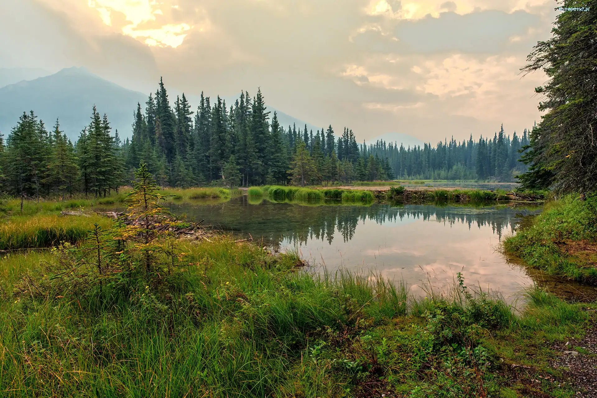 Lasy, Alaska, Drzewa, Góry, Park Narodowy Denali, Jezioro, Trawa, Stany Zjednoczone