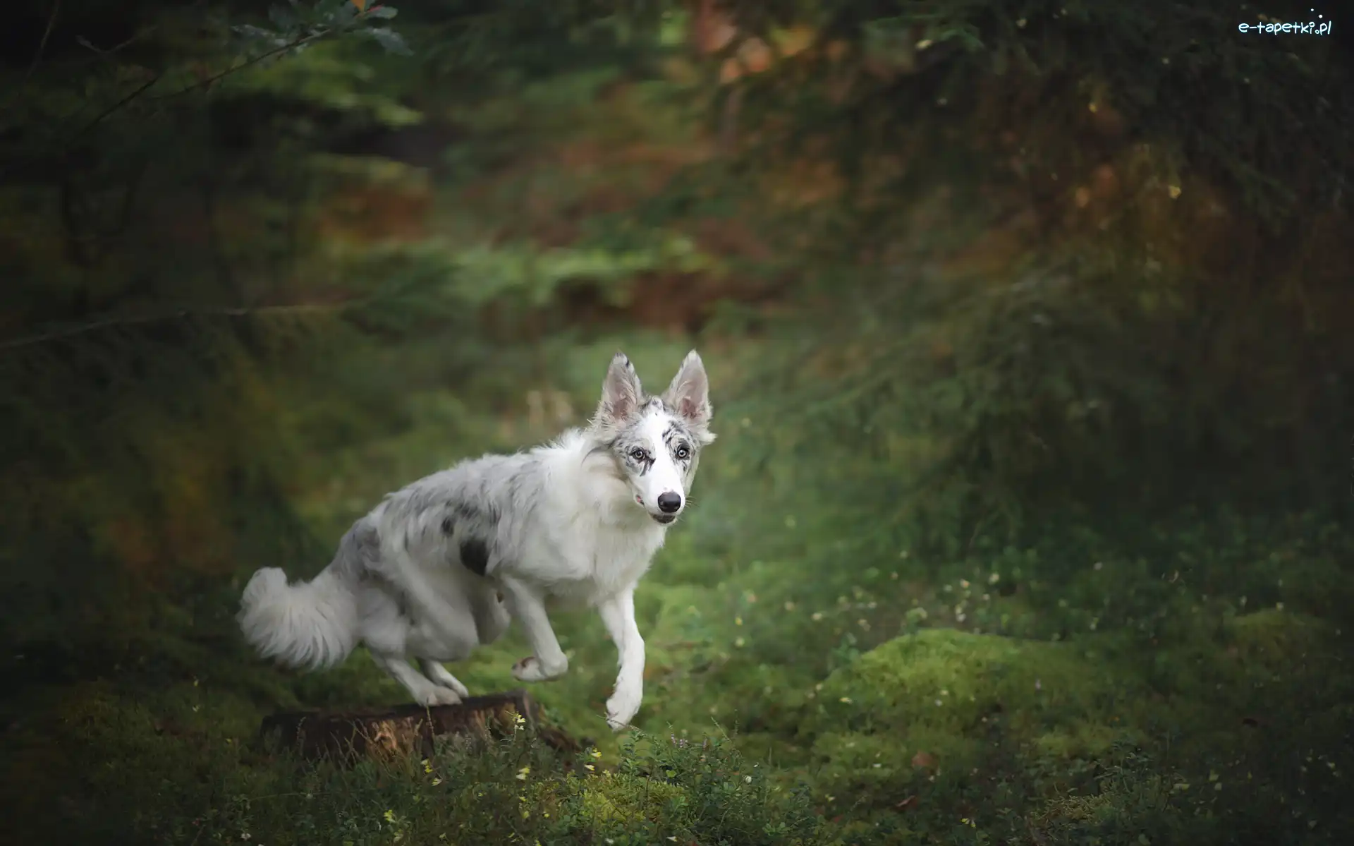 Pień, Las, Border collie