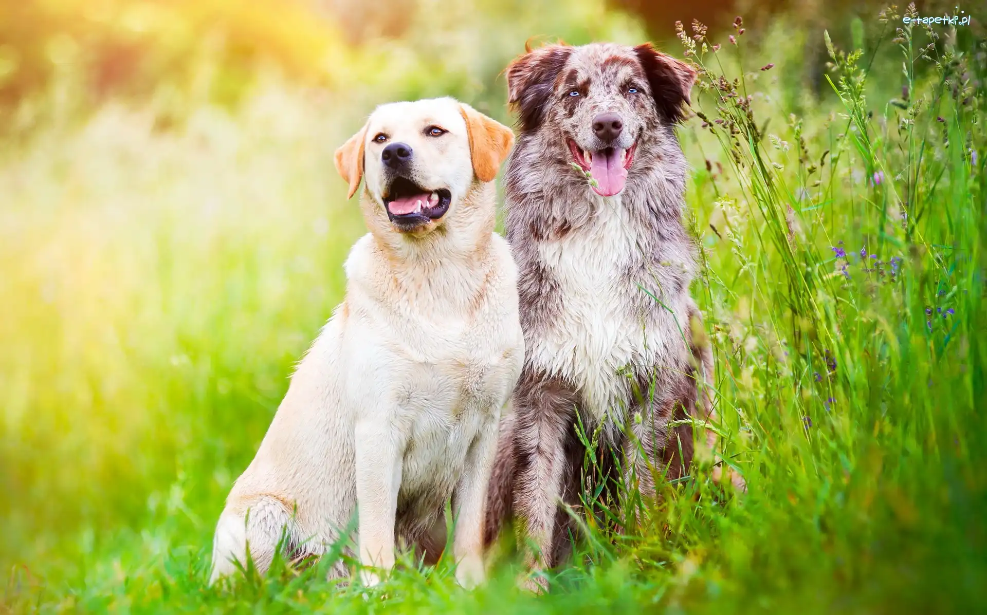Owczarek australijski, Trawa, Łąka, Labrador retriever