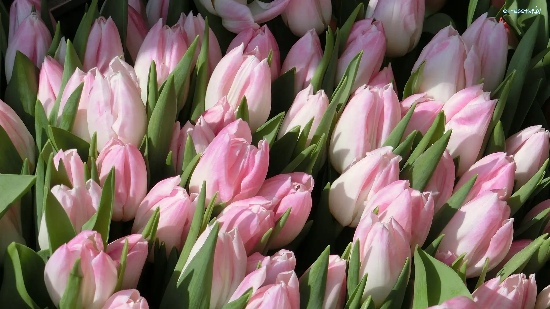 Tulipany, Bladoróżowe