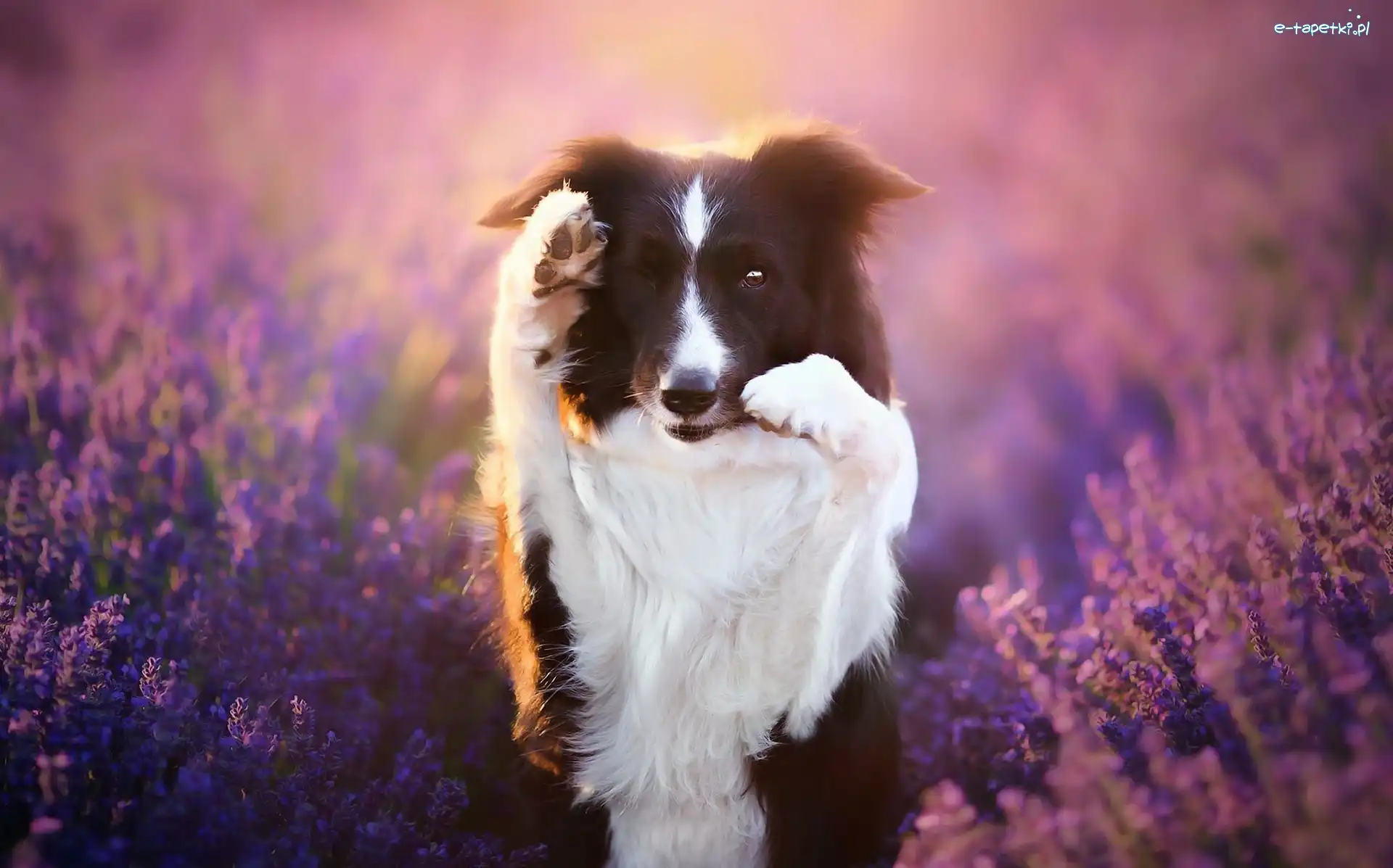 Lawenda, Border collie
