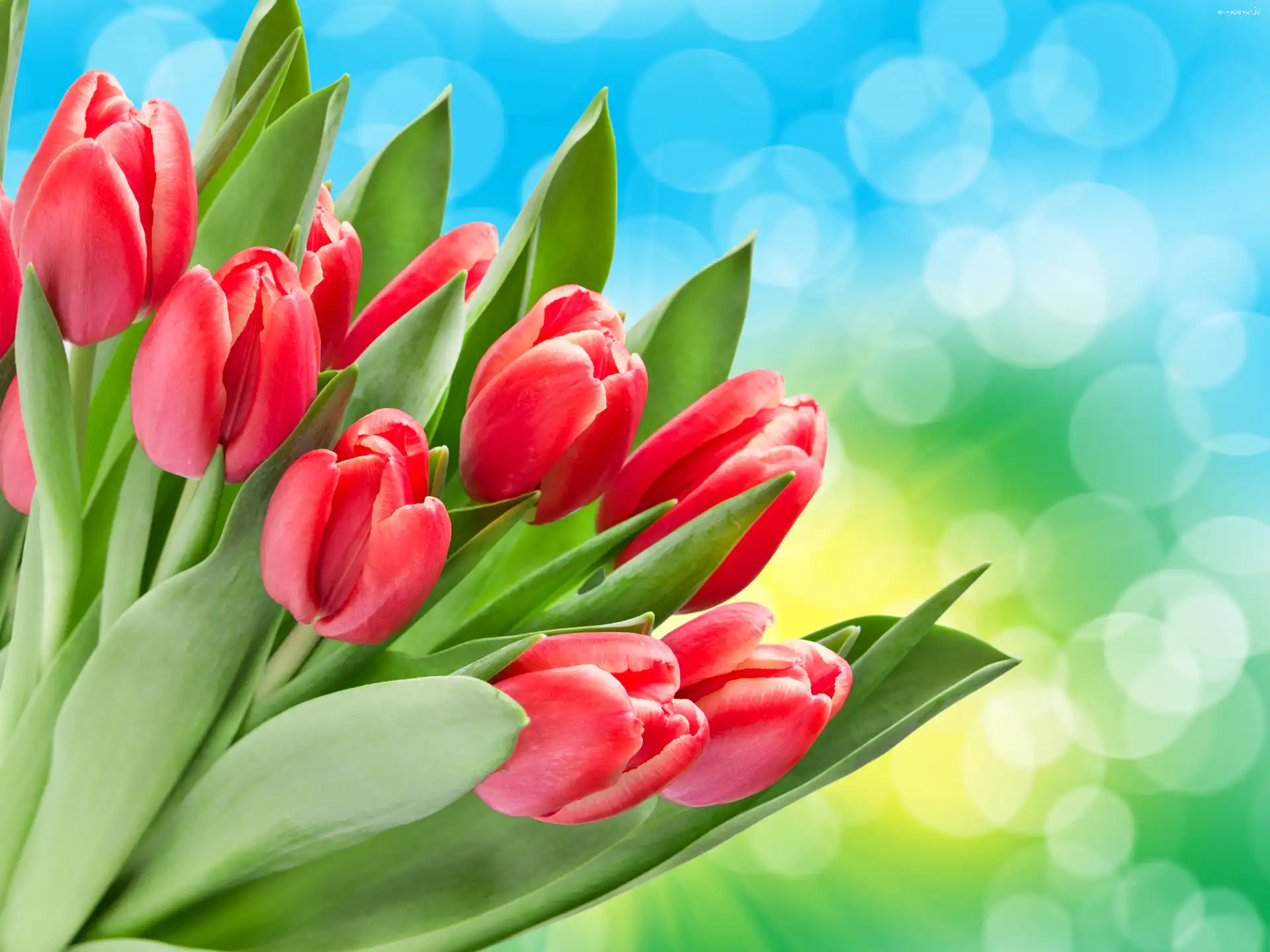 Tulipany, Czerwone, Bukiet