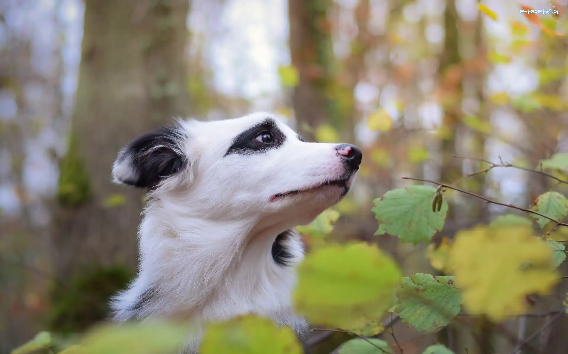 Liście, Border collie, Głowa