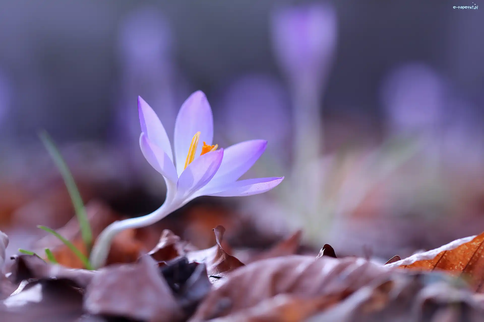 Kwiatek, Fioletowy, Krokus