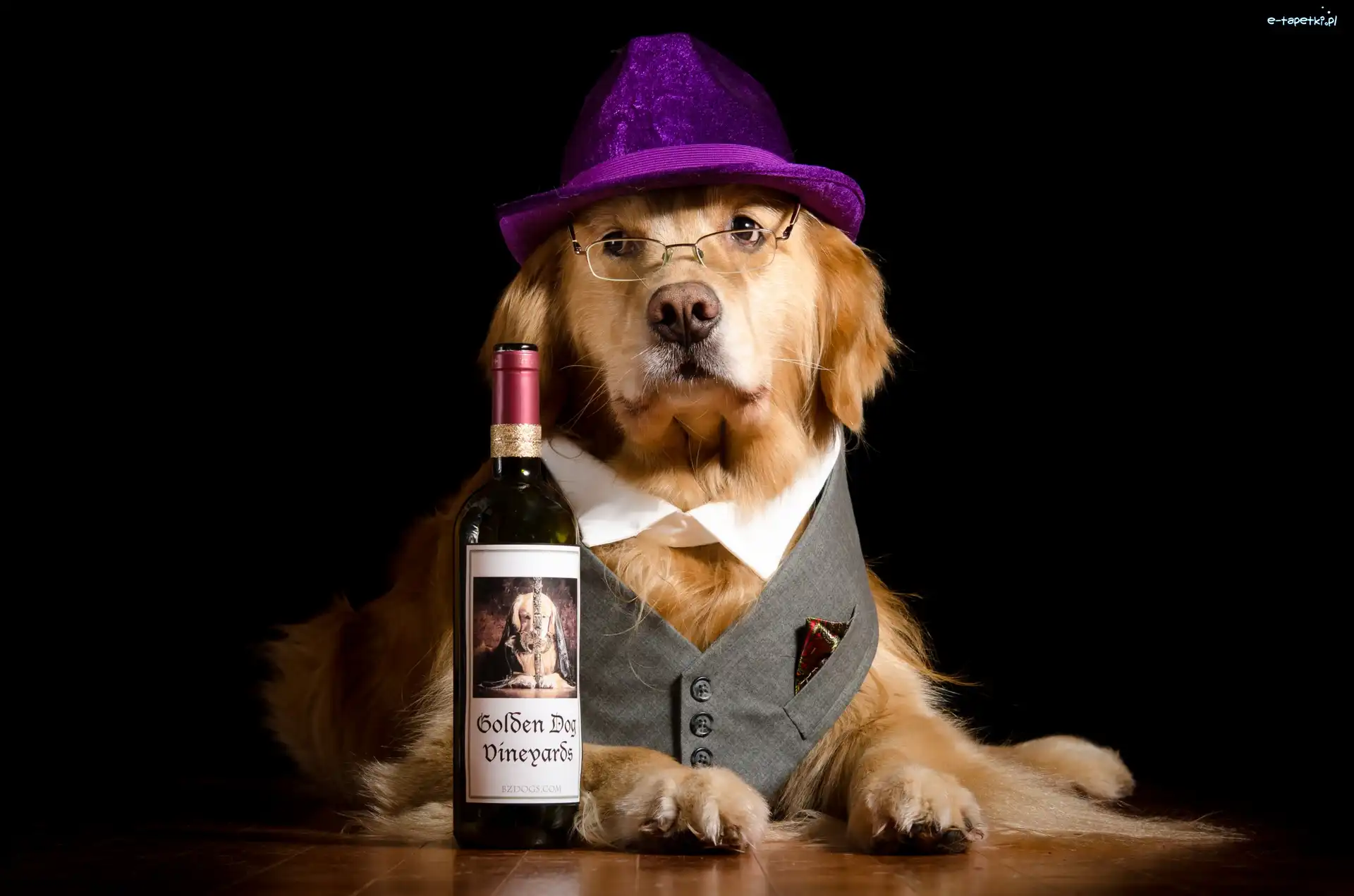 Golden Retriever, Wino, Butelka, Pies