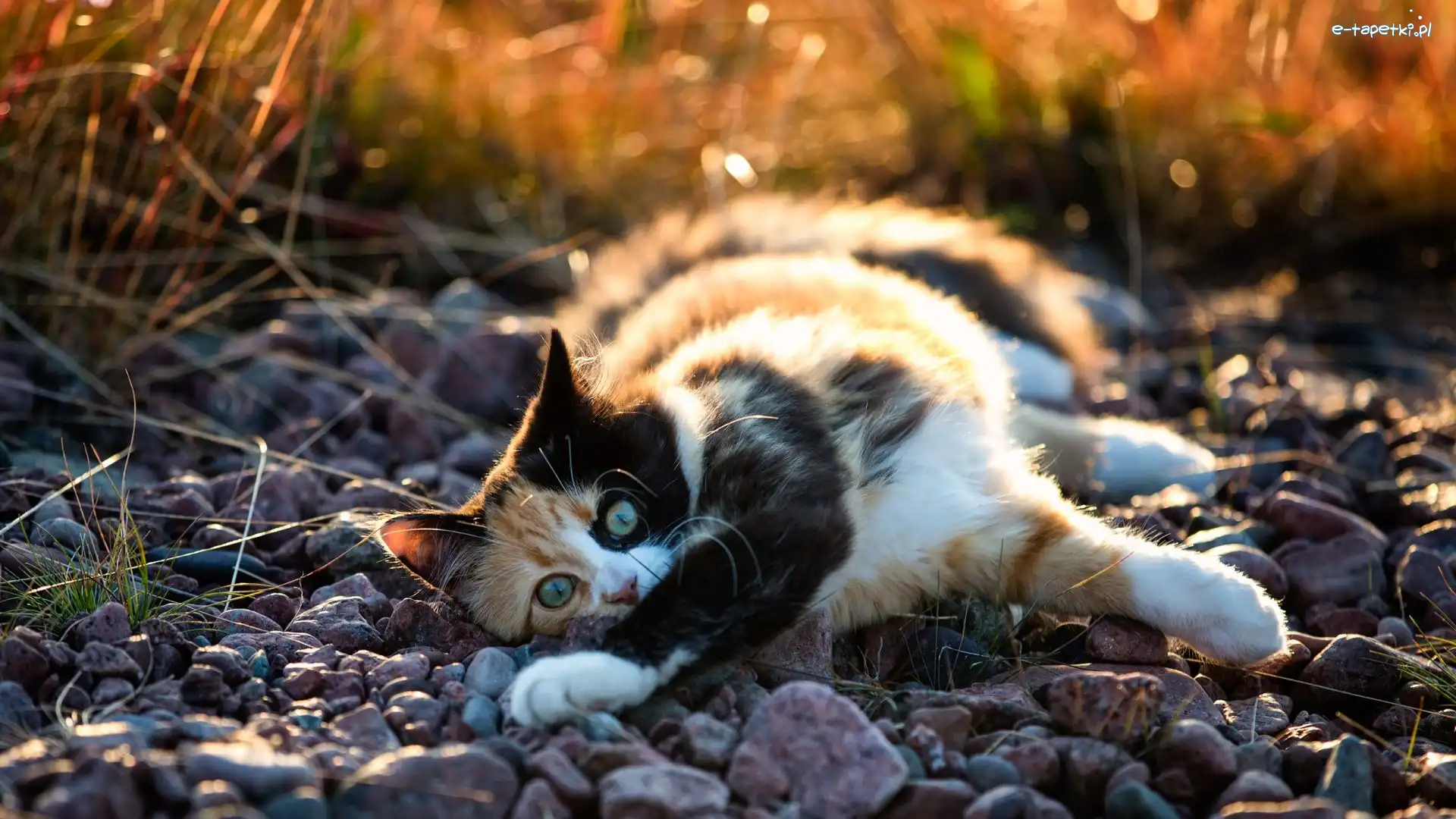 Szylkretowy, Kamienie, Kot, Rozmycie, Bokeh