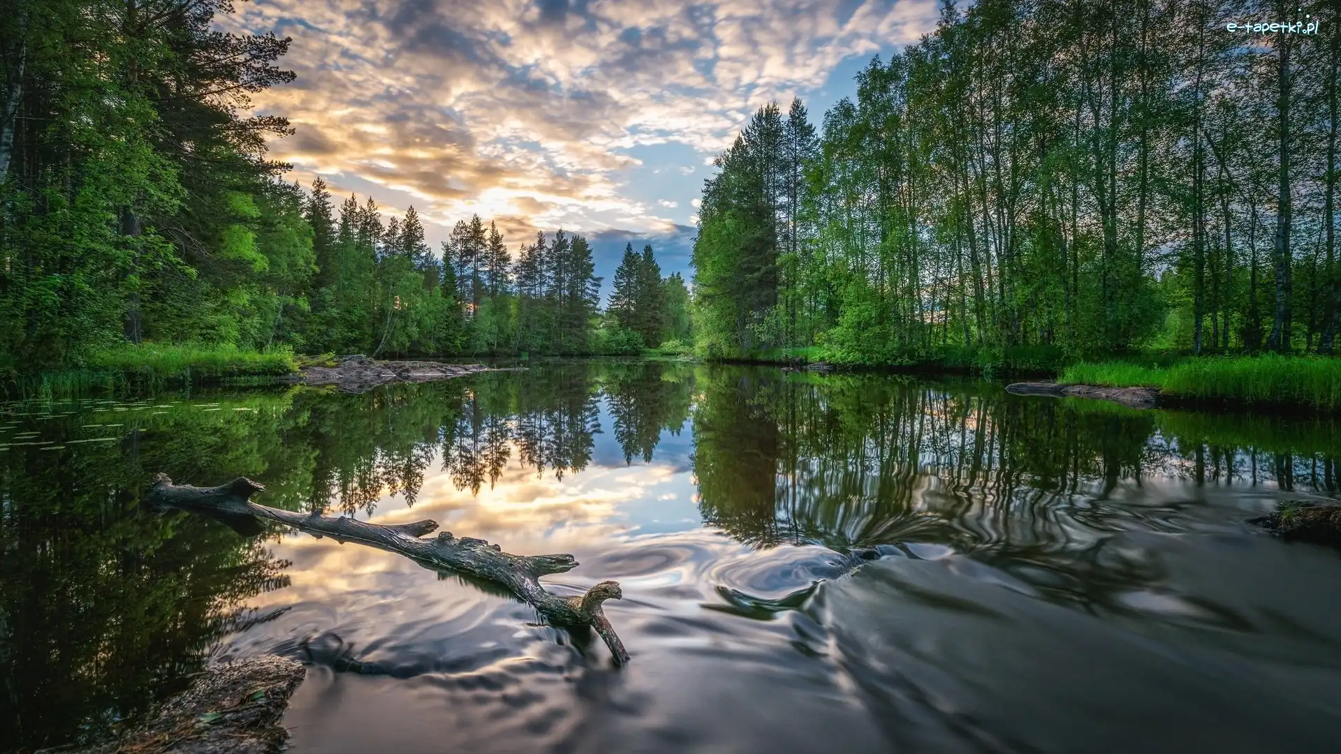 Rzeka Wołchow, Konar, Drzewa, Rosja