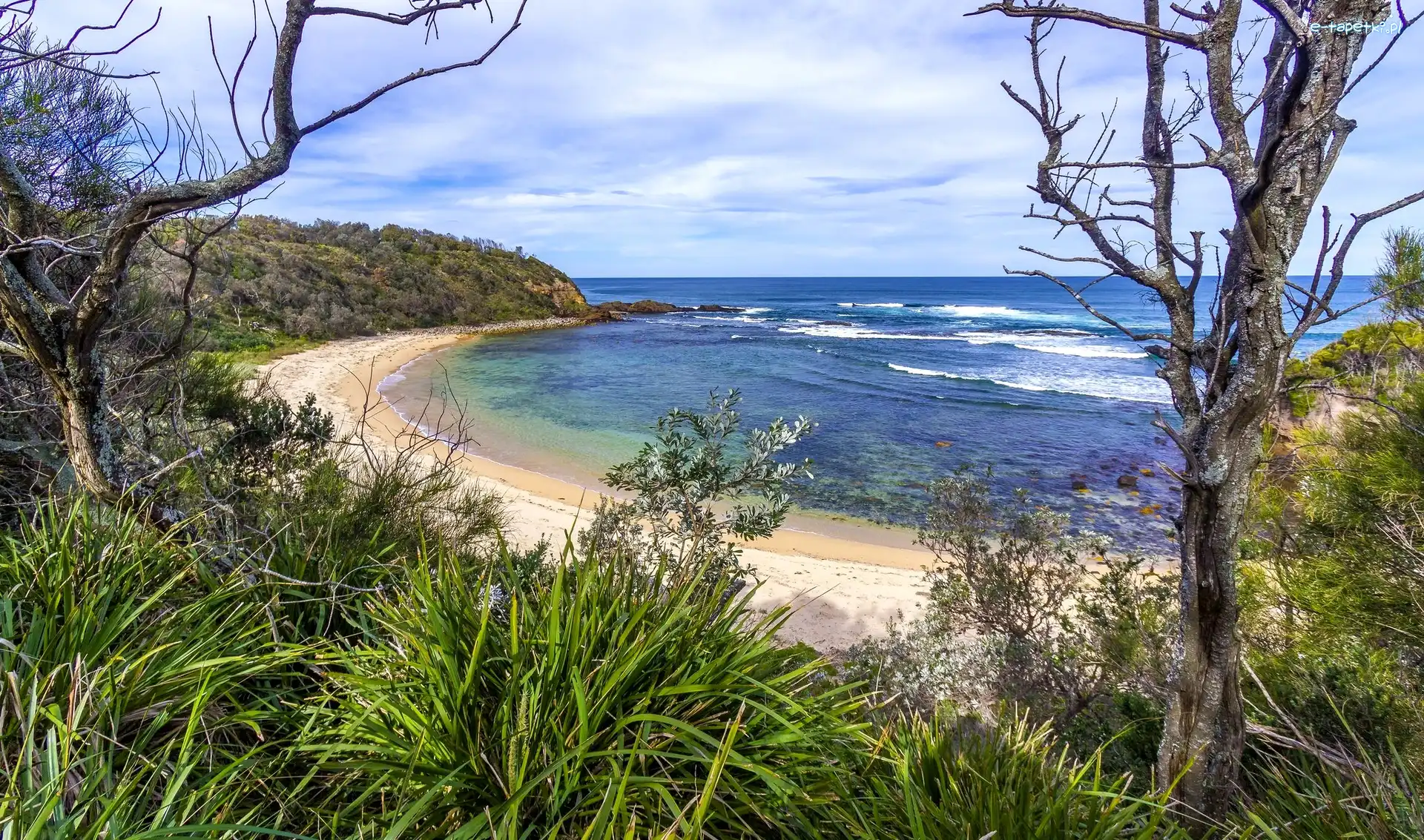 Rośliny, Morze, Brzeg, Nowa Południowa Walia, Australia, Drzewa, Plaża