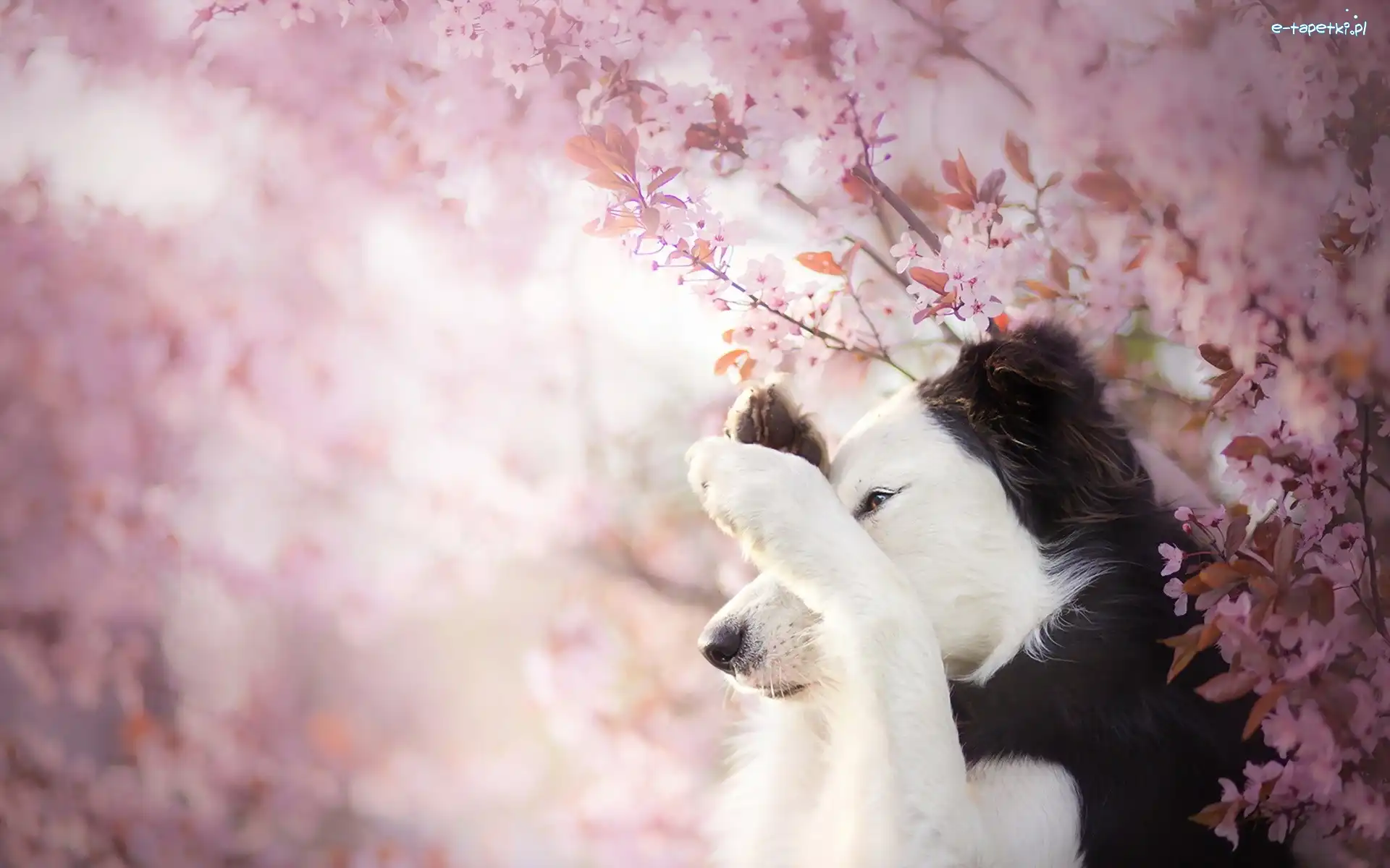 Kwiaty, Gałązki, Border collie