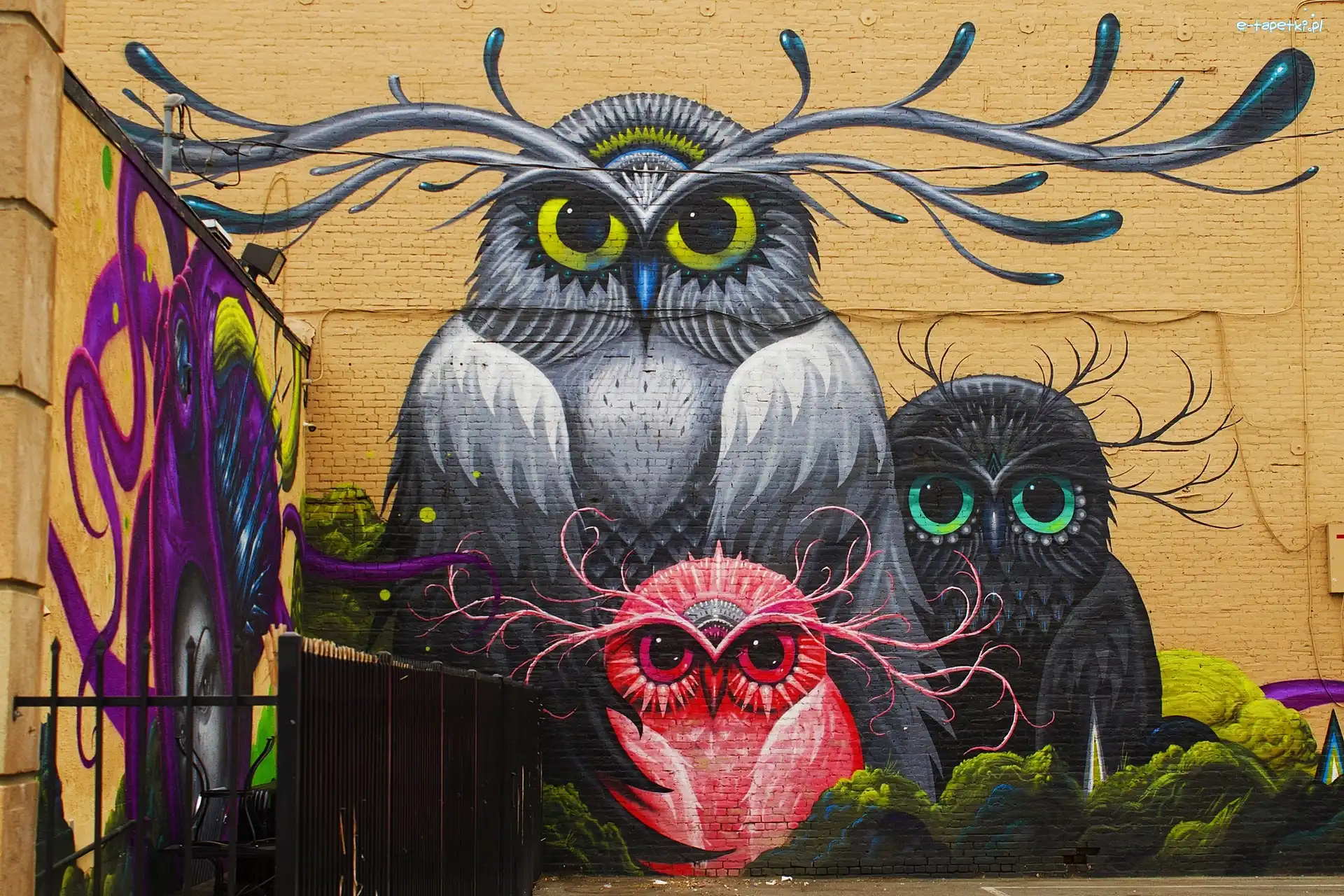 Sowy, Street art, Mural, Kolorowe