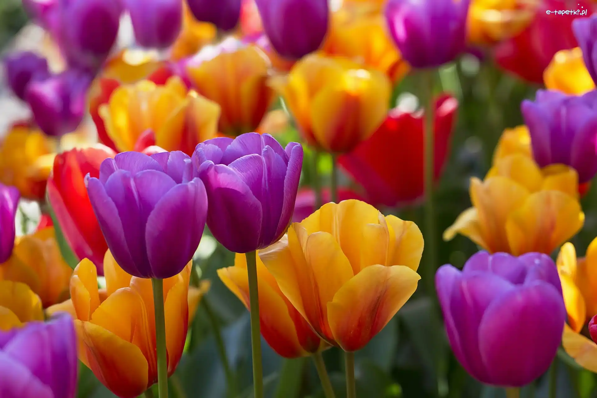 Tulipany, Fioletowe, Żółte