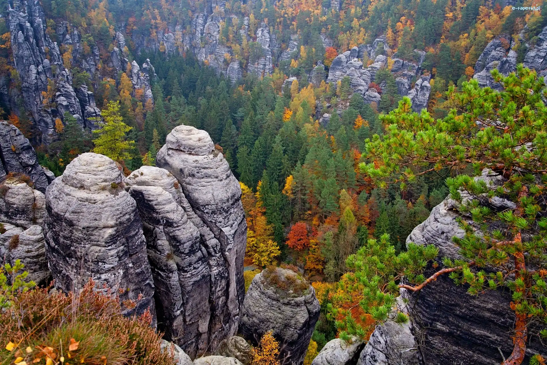 Niemcy, Góry Połabskie, Park Narodowy Saskiej Szwajcarii, Drzewa, Skały
