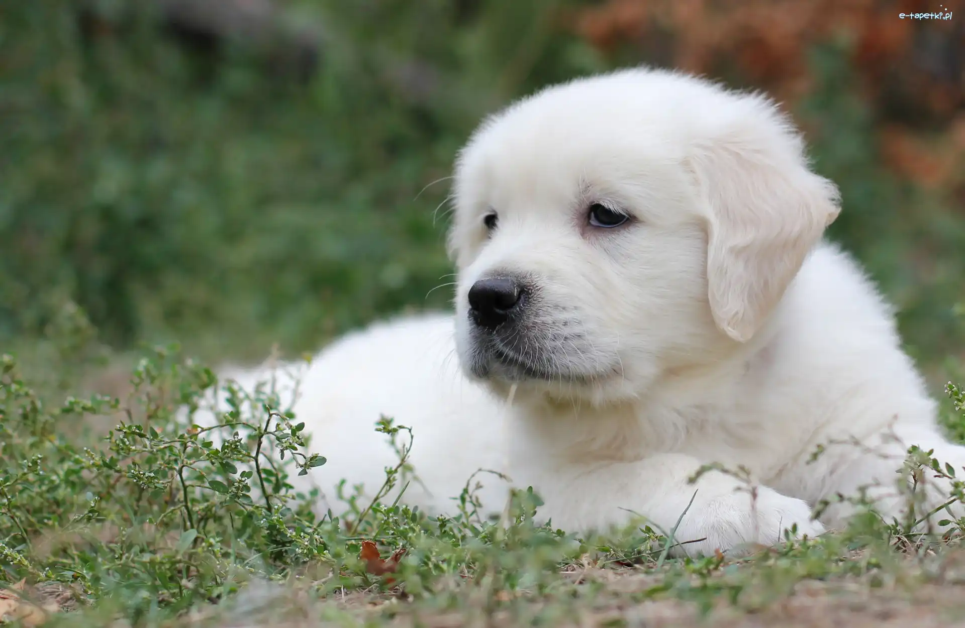 Rośliny, Golden retriever, Szczeniak