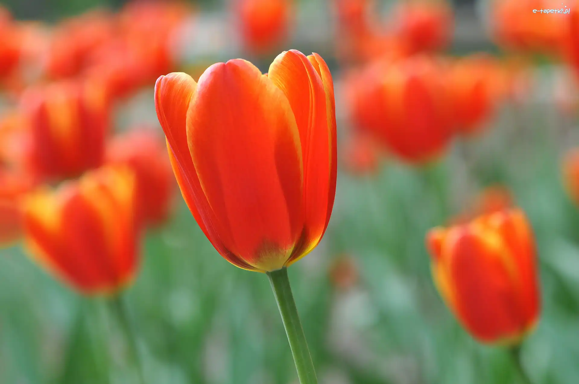 Tulipan, Kwiat, Przyroda