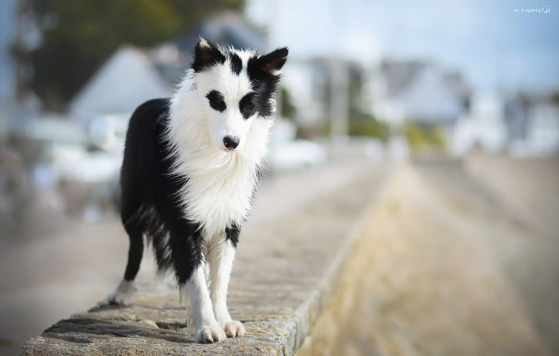 Murek, Border collie