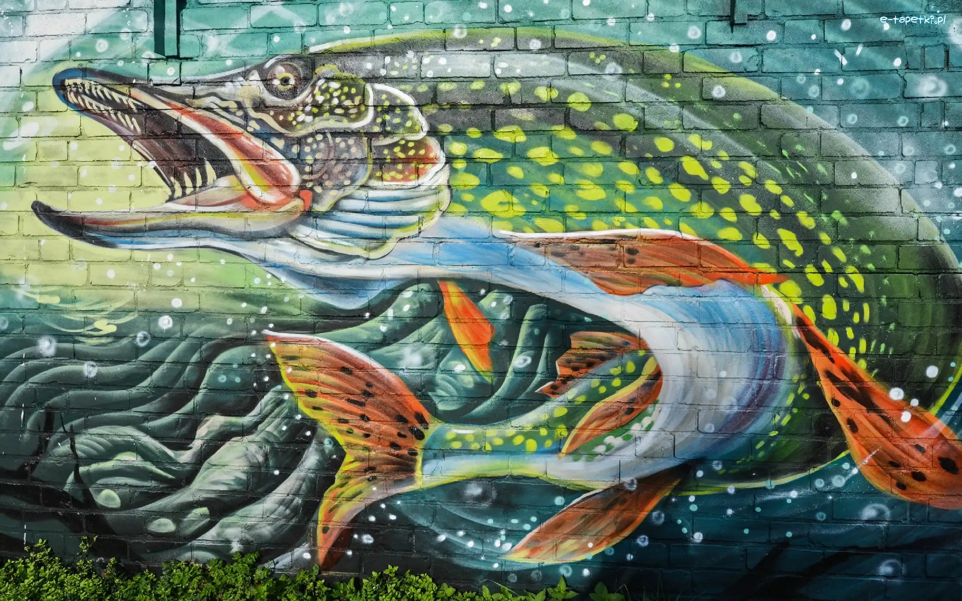Street art, Szczupak