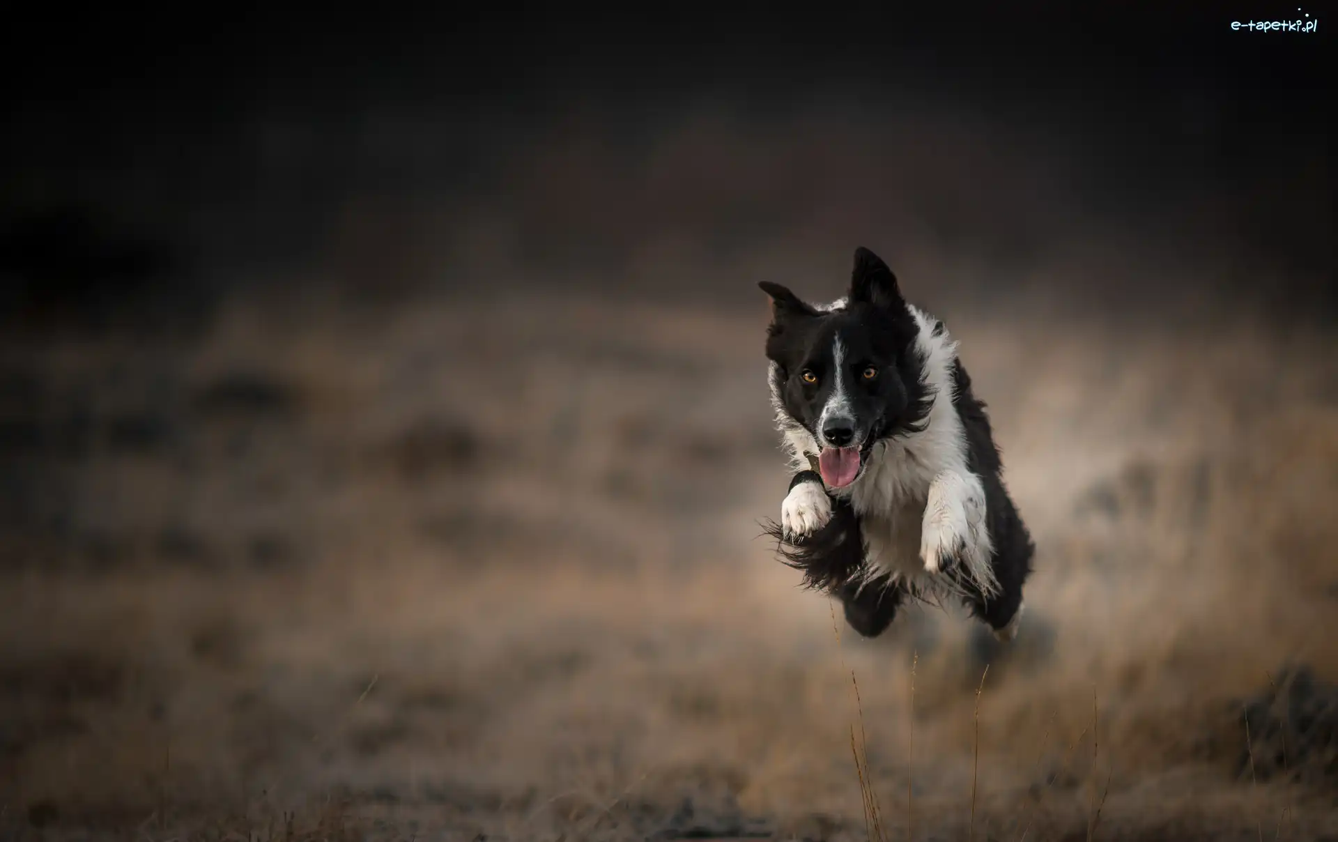 Border collie, Skok, Bieg, Tło, Rozmyte