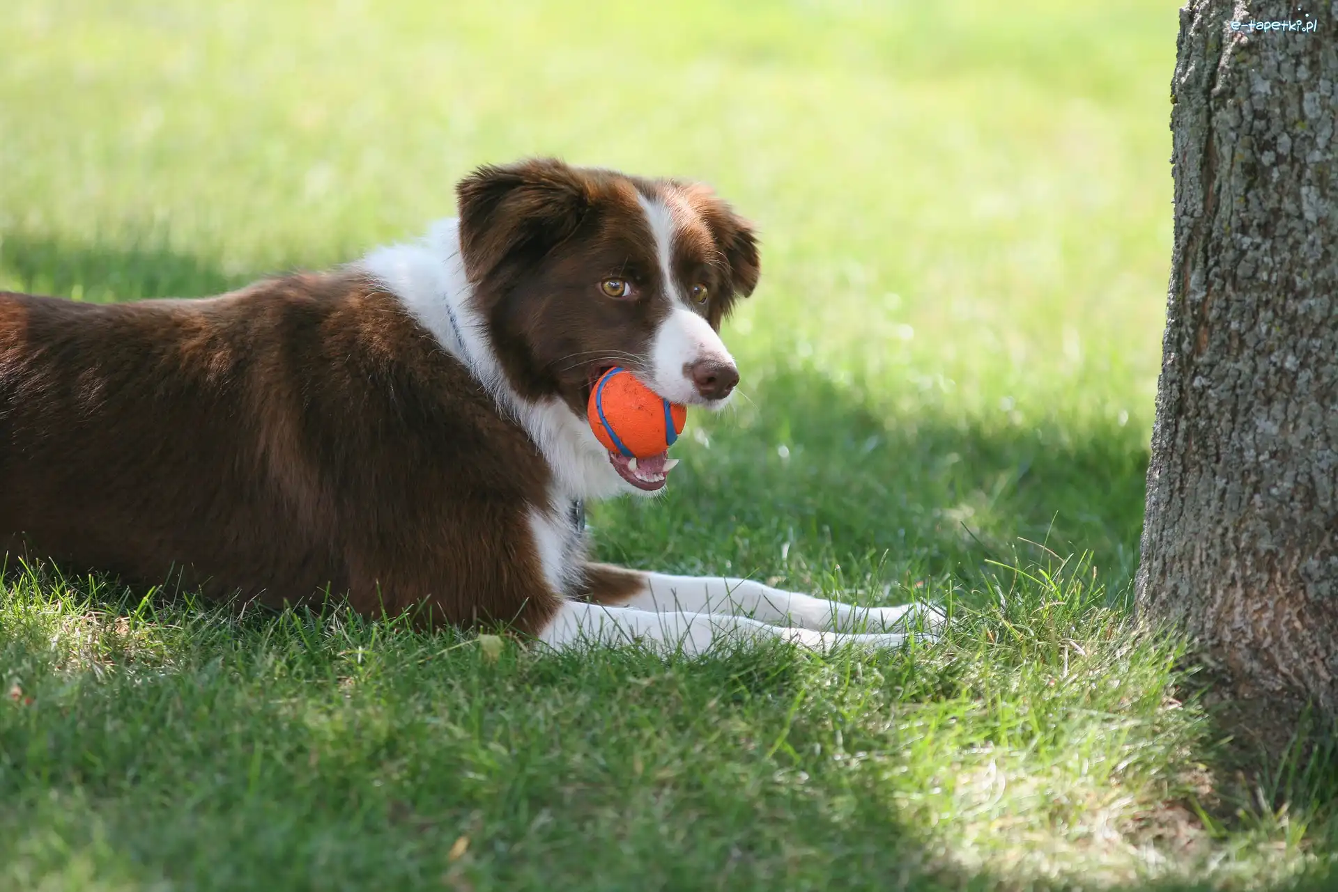 Border collie, Łąka, Piłeczka, Drzewo, Trawa