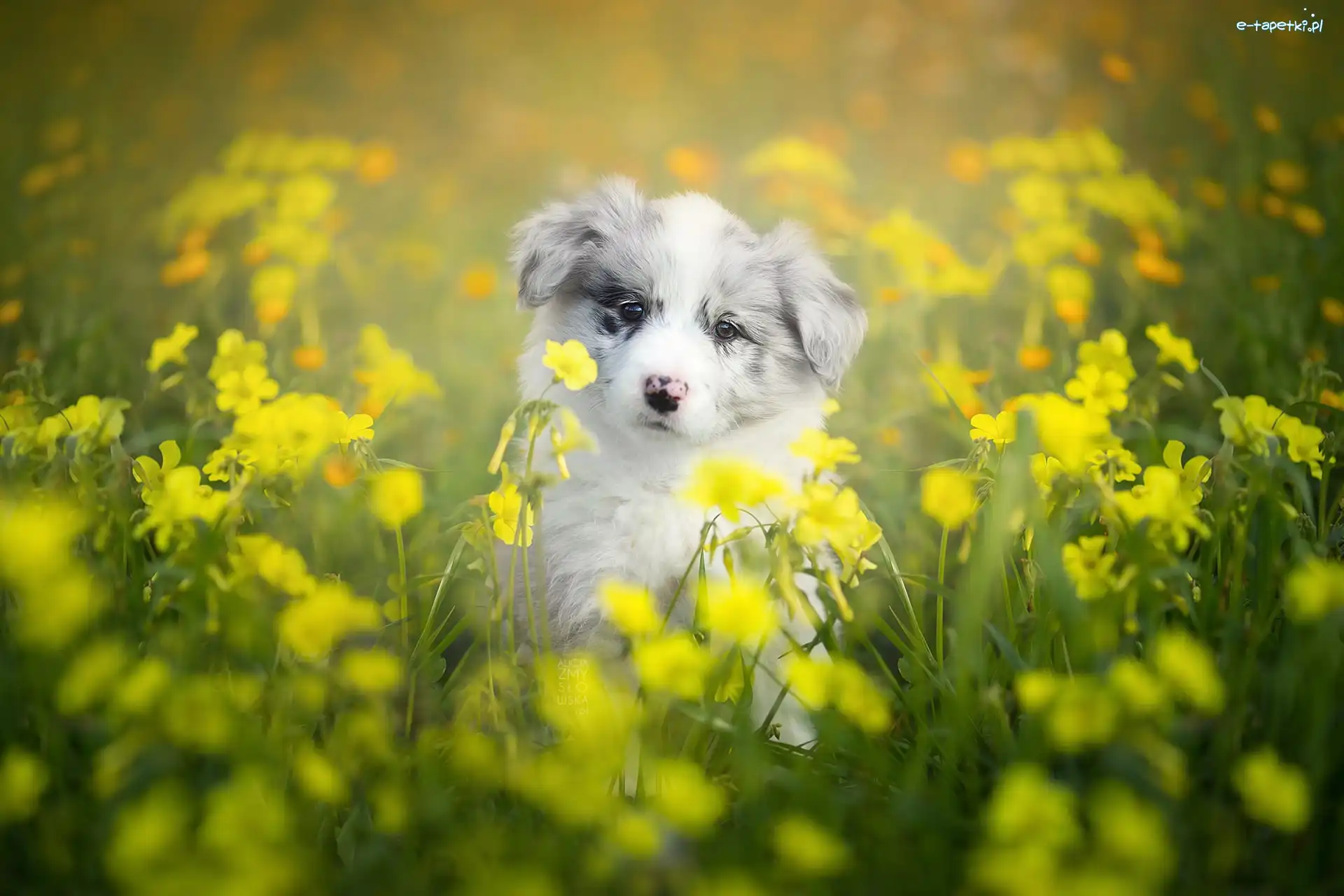 Border collie, Kwiaty, Łąka, Szczeniak