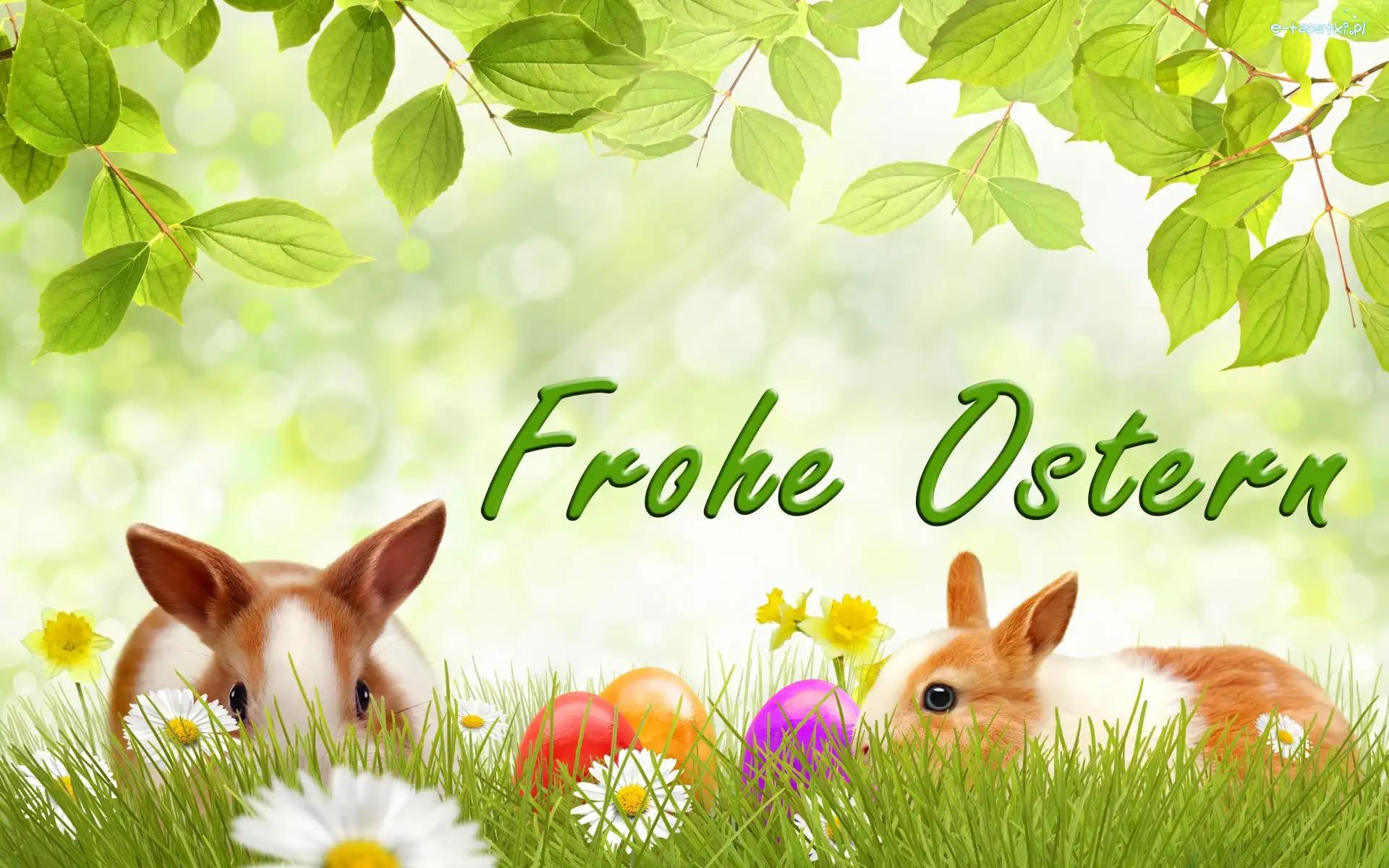 Żonkile, Jajka, Kwiaty, Stokrotki, Króliki, Wielkanoc