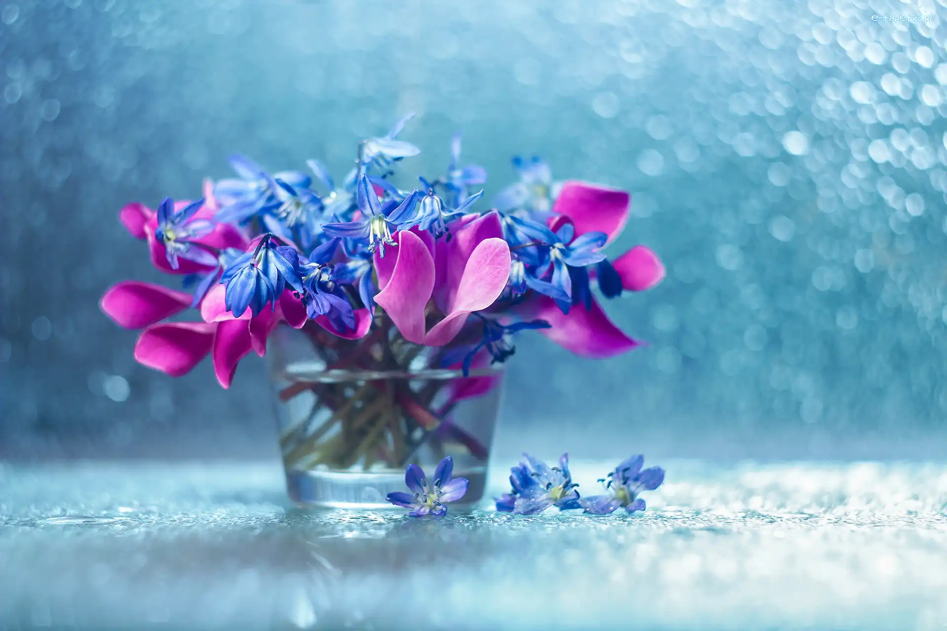 Wazonik, Cebulice Syberyjskie, Kwiaty, Bokeh, Cyklameny, Dekoracja