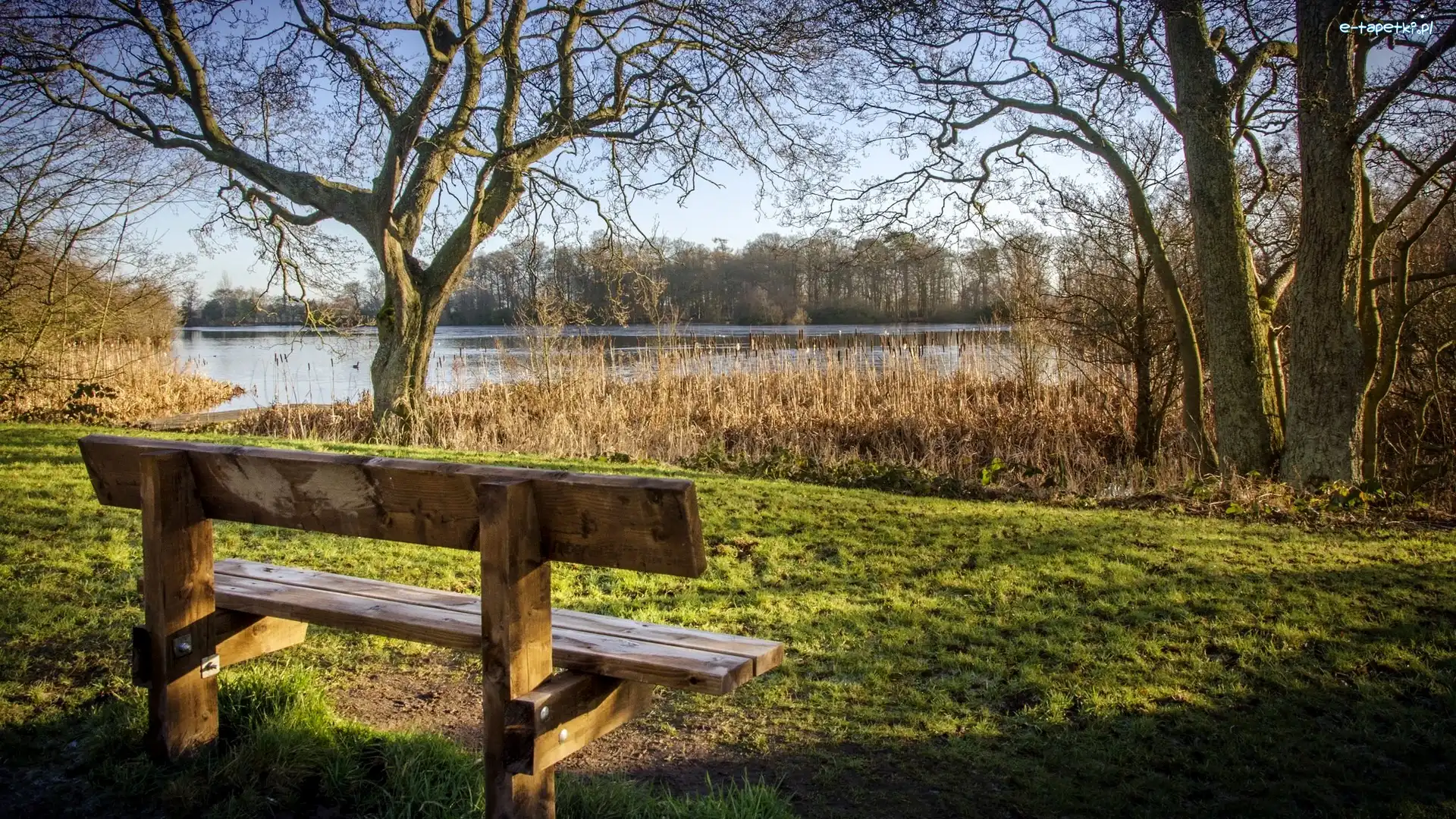 Ławka, Jezioro Bolam, Drzewa, Trzciny, Bolam Lake Country Park, Anglia