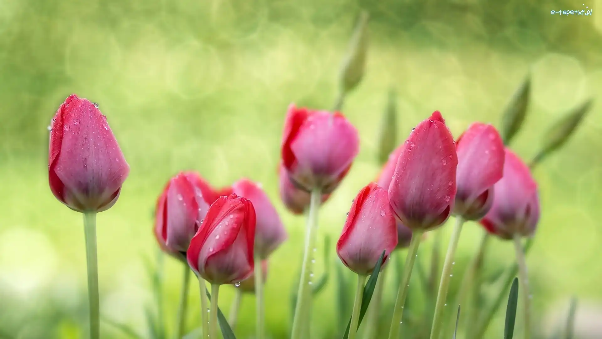Deszcz, Krople, Tulipany