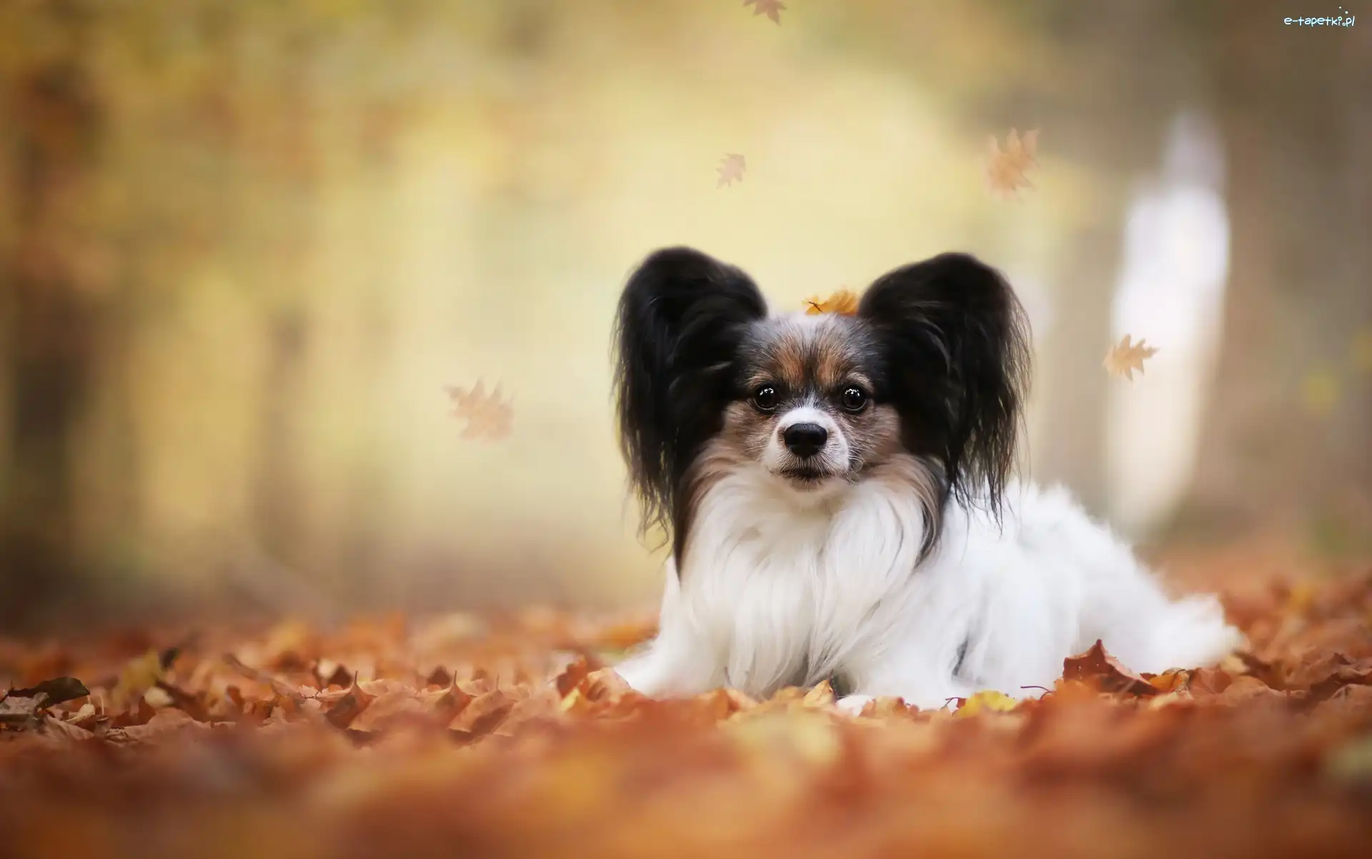 Liście, Papillon, Spaniel miniaturowy